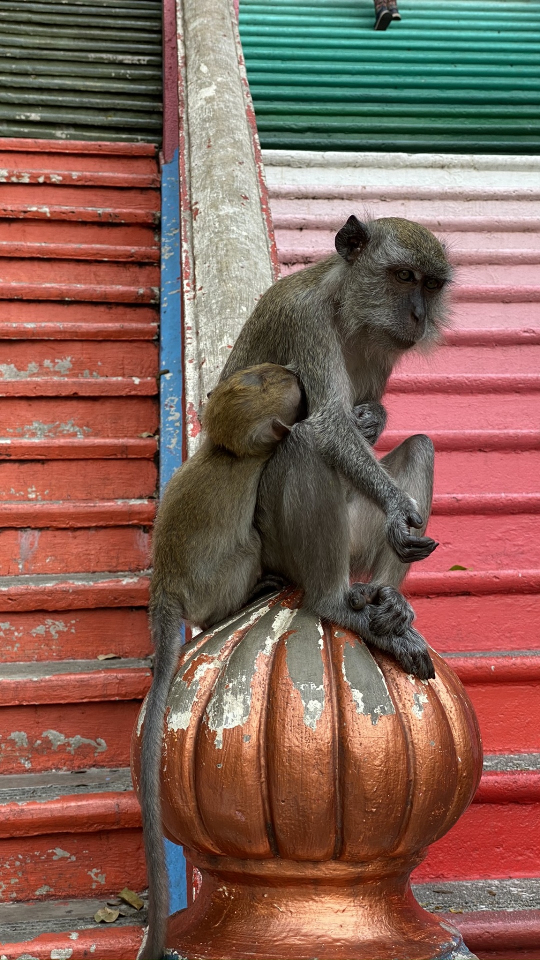 Macaques, Primate, Old World Monkeys, Snout, Terrestrial Animal. Wallpaper in 1080x1920 Resolution