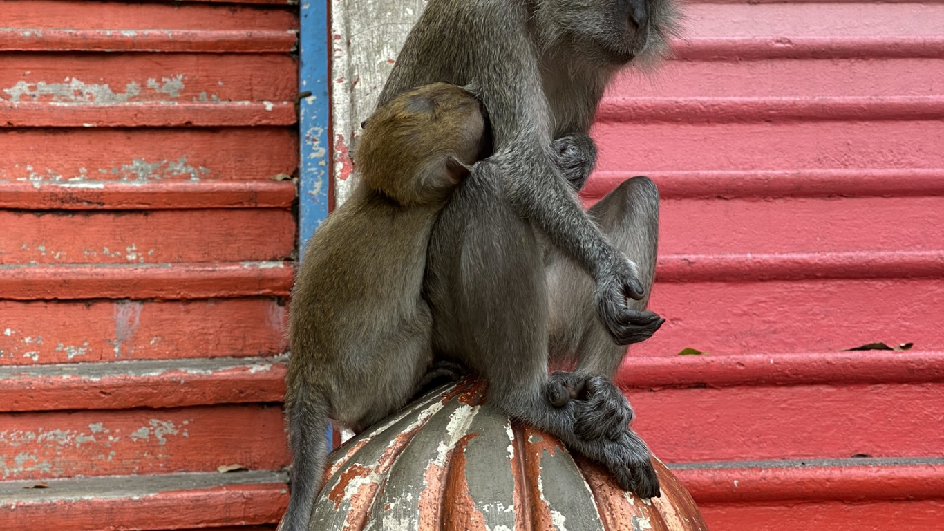 Macaques, Primate, Old World Monkeys, Snout, Terrestrial Animal. Wallpaper in 1366x768 Resolution