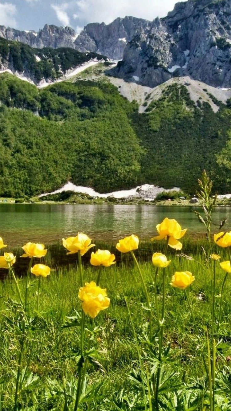 Flores Amarillas Con Hojas Verdes Cerca de la Montaña Durante el Día. Wallpaper in 750x1334 Resolution
