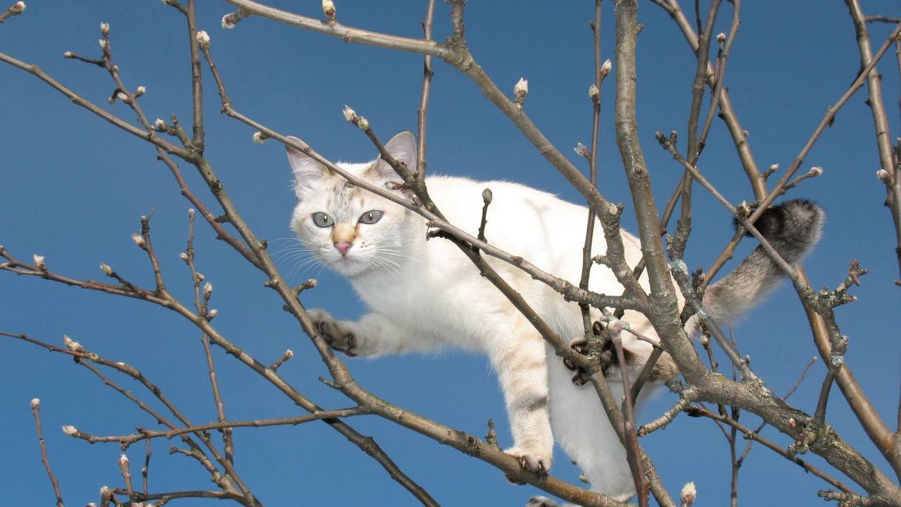小猫, 树枝, 动植物, 大花猫, 中小型猫 壁纸 1280x720 允许