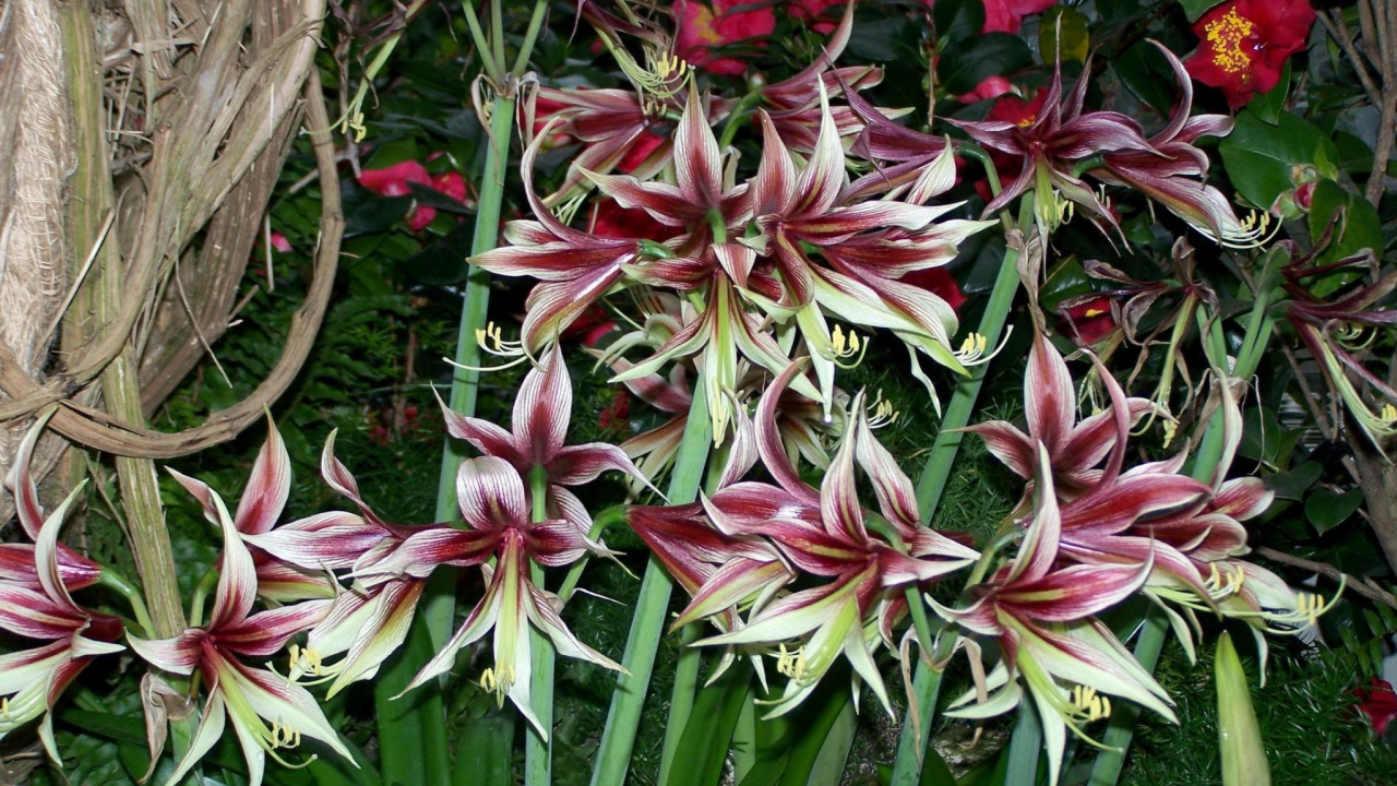 Pink and White Flowers With Green Leaves. Wallpaper in 1280x720 Resolution