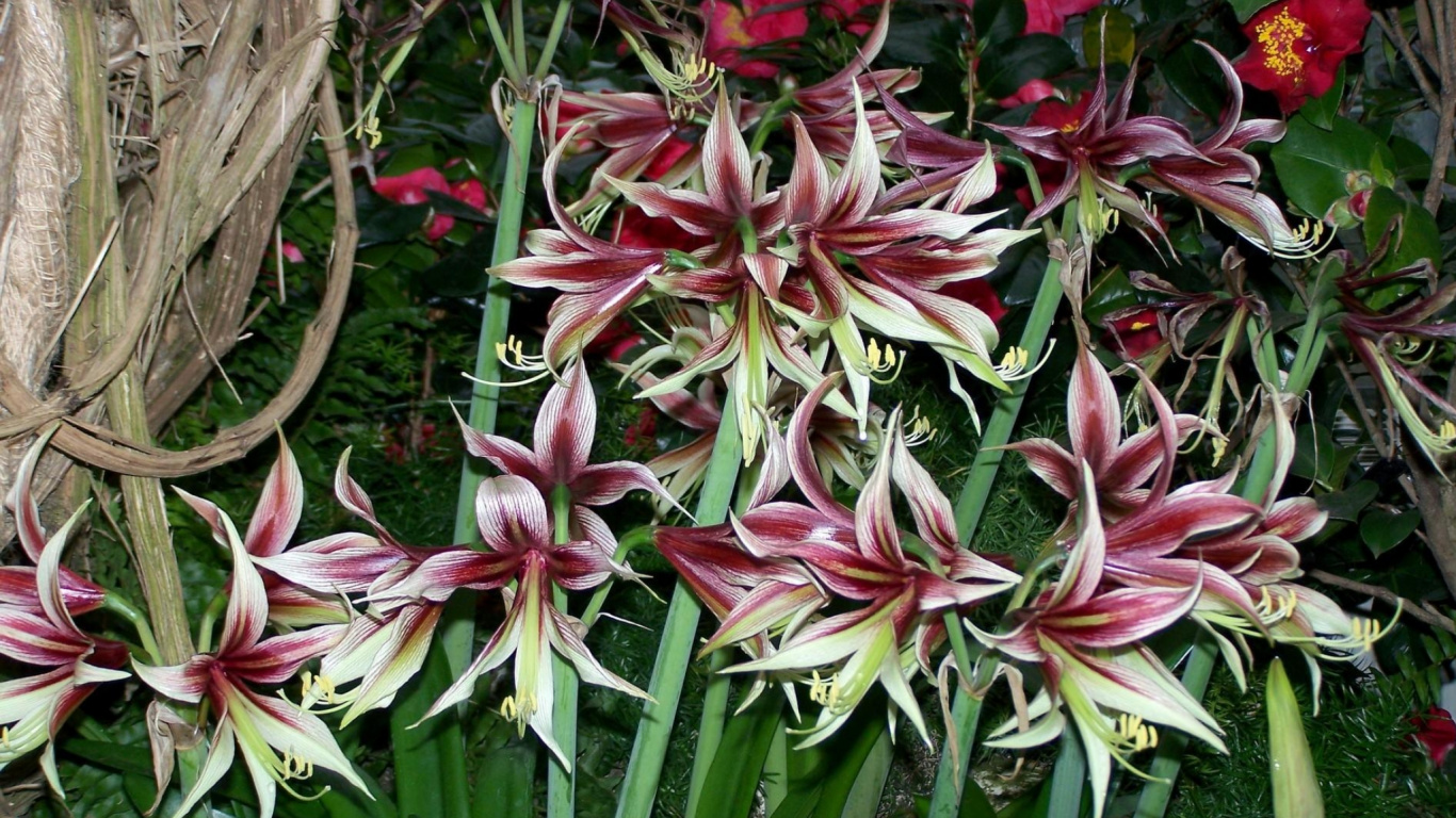 Pink and White Flowers With Green Leaves. Wallpaper in 1366x768 Resolution