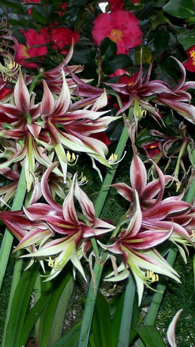 Pink and White Flowers With Green Leaves. Wallpaper in 750x1334 Resolution