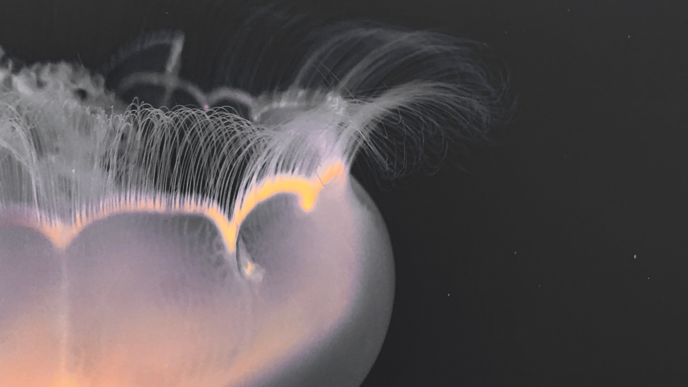 Eau, Mer, Art Fractal, Fermer, Plume. Wallpaper in 1366x768 Resolution