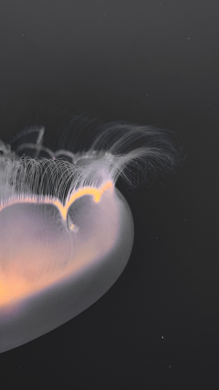 Eau, Mer, Art Fractal, Fermer, Plume. Wallpaper in 720x1280 Resolution