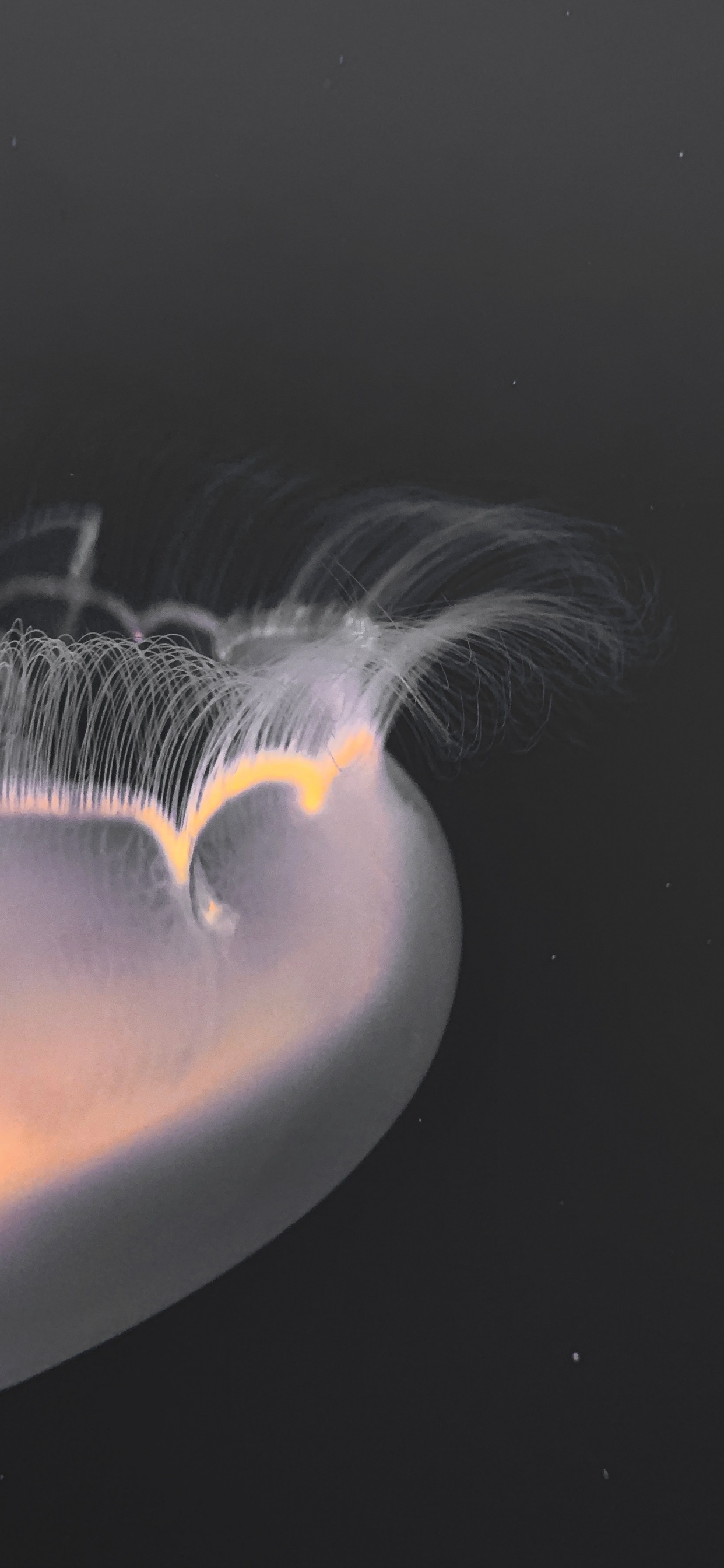 Wasser, Meer, Fraktale Kunst, Close Up, Feder. Wallpaper in 1242x2688 Resolution