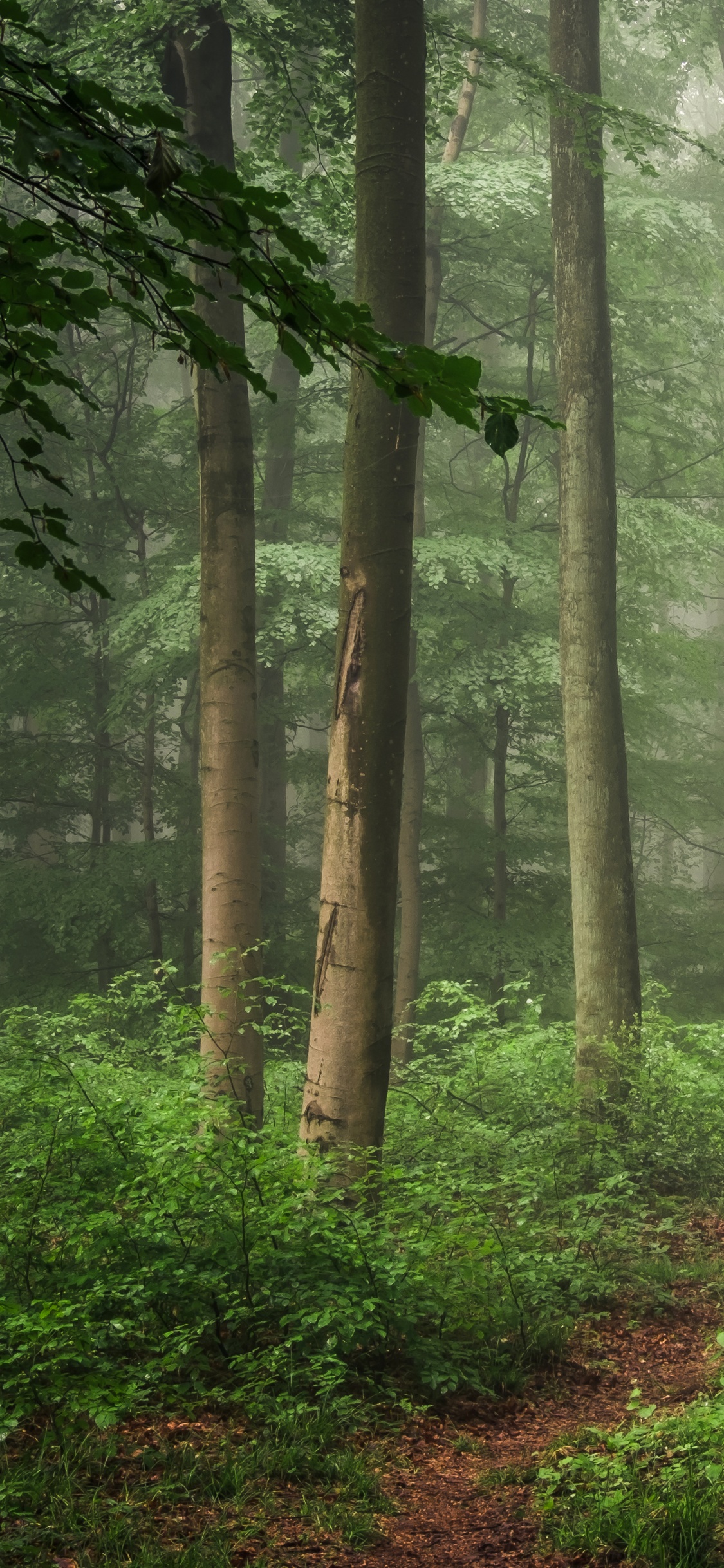 Arbres Verts Sur la Forêt Pendant la Journée. Wallpaper in 1125x2436 Resolution