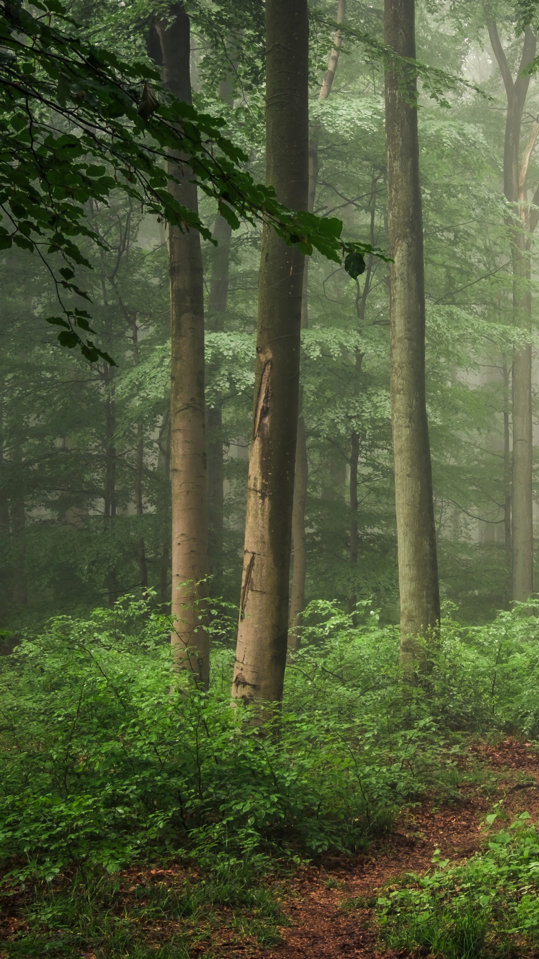 Green Trees on Forest During Daytime. Wallpaper in 1080x1920 Resolution