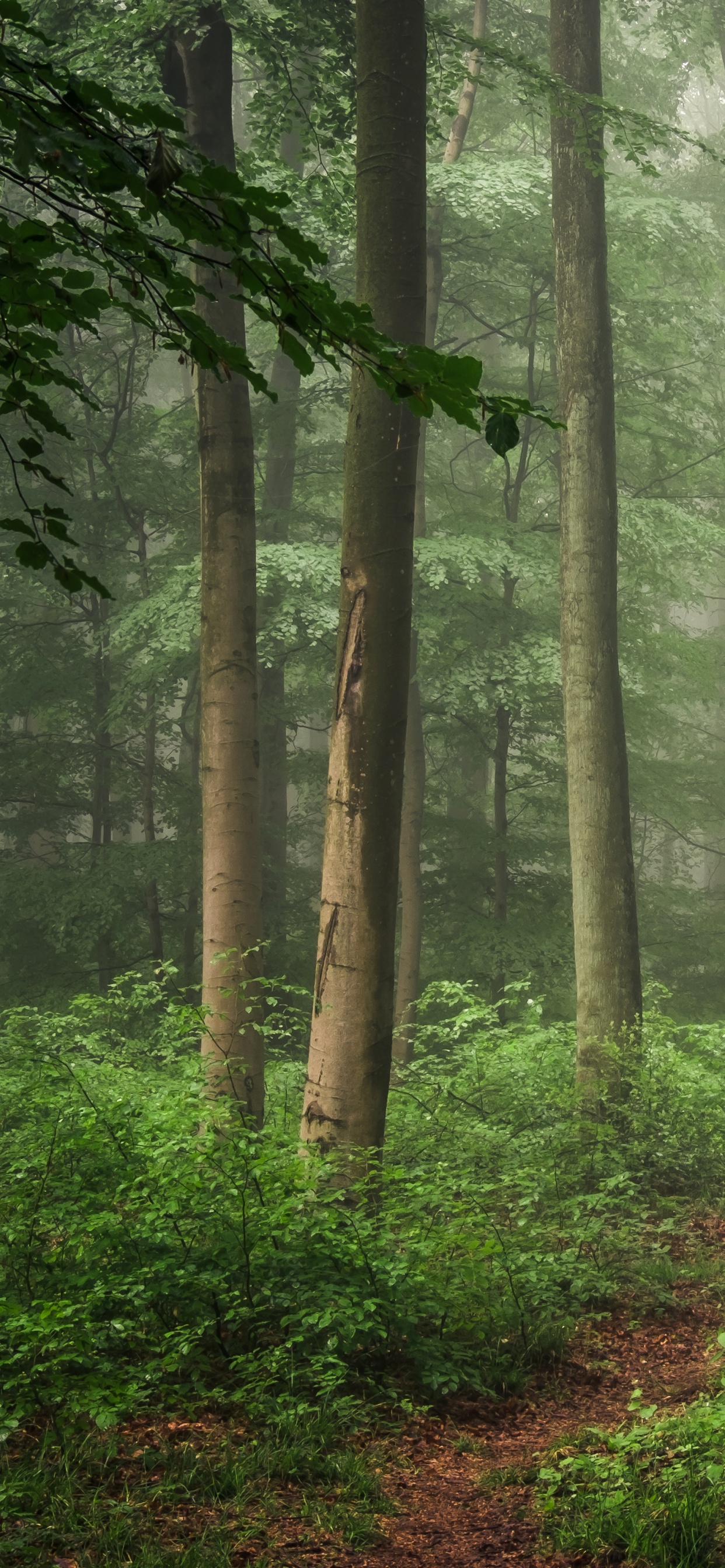 Green Trees on Forest During Daytime. Wallpaper in 1242x2688 Resolution