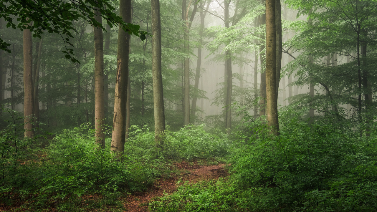 Green Trees on Forest During Daytime. Wallpaper in 1280x720 Resolution