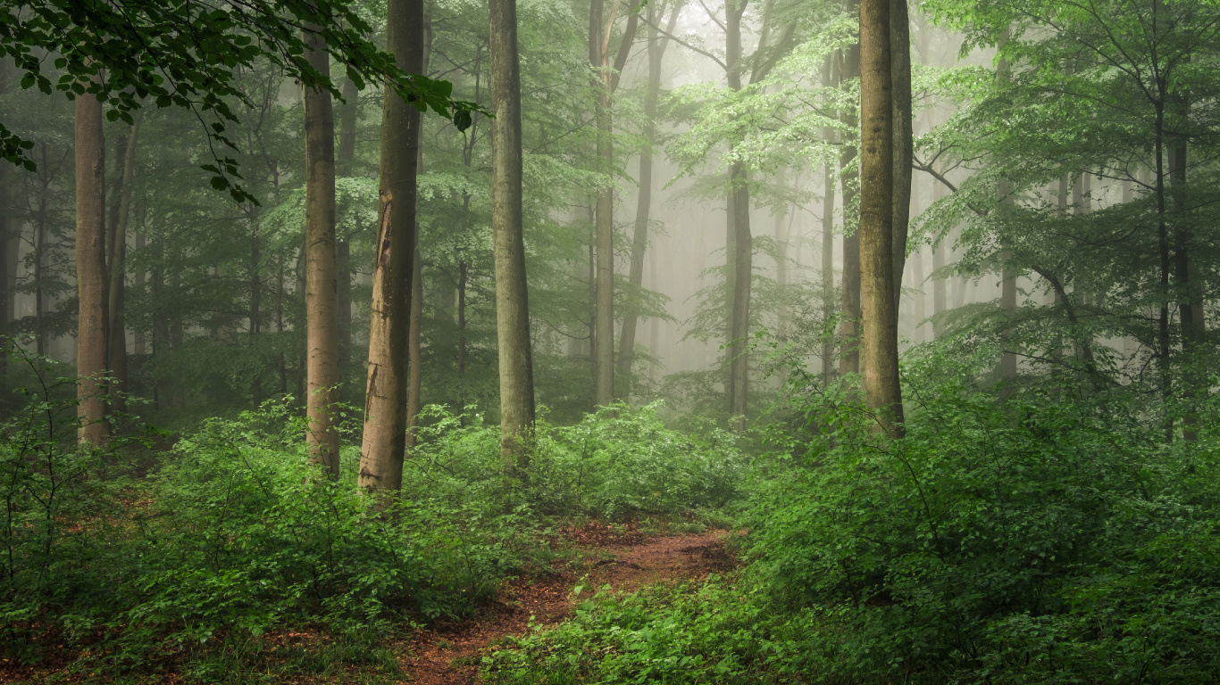 Green Trees on Forest During Daytime. Wallpaper in 1366x768 Resolution