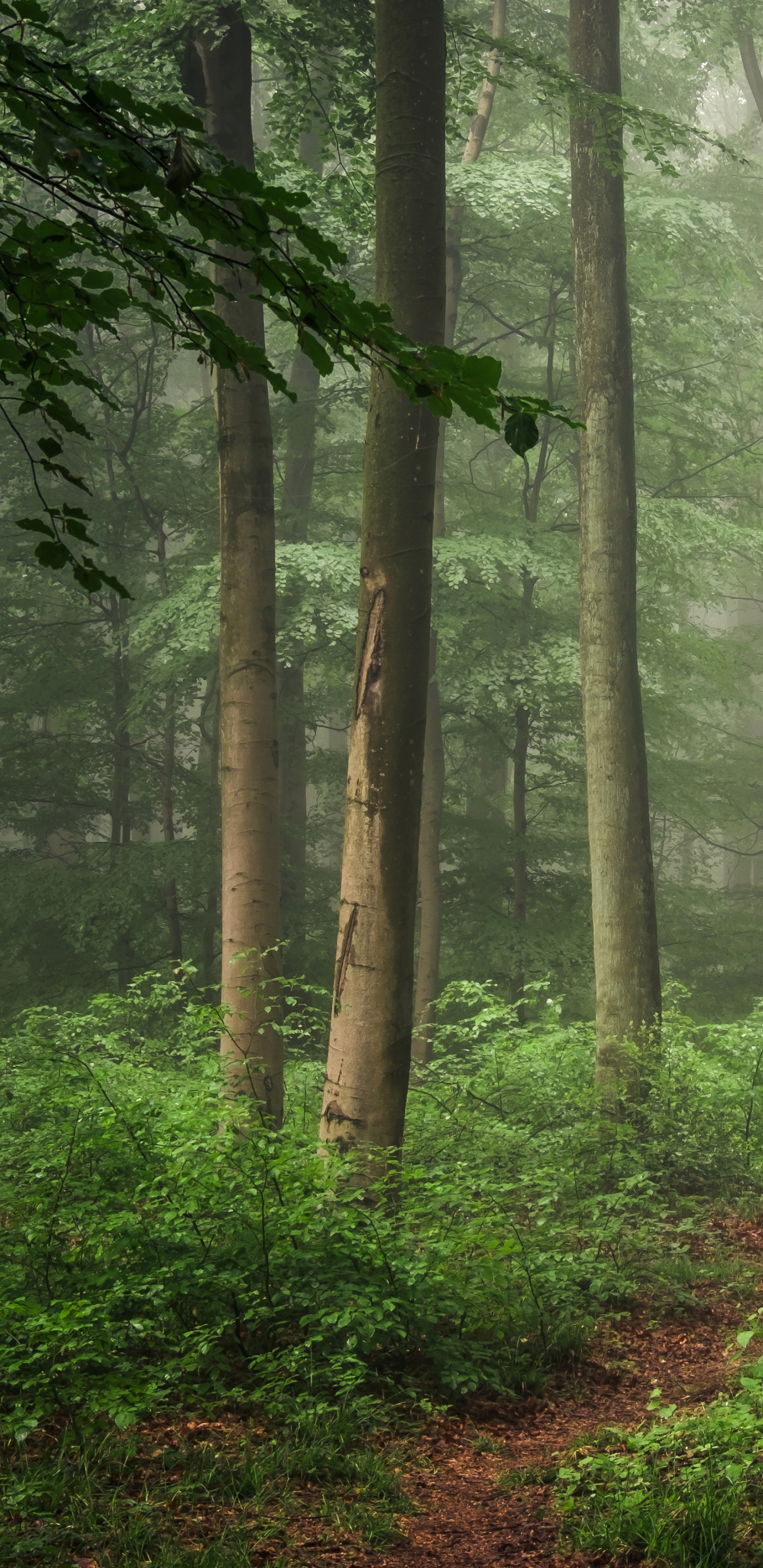 Green Trees on Forest During Daytime. Wallpaper in 1440x2960 Resolution