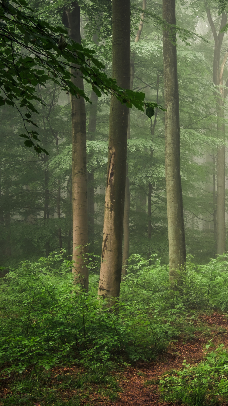 Green Trees on Forest During Daytime. Wallpaper in 750x1334 Resolution