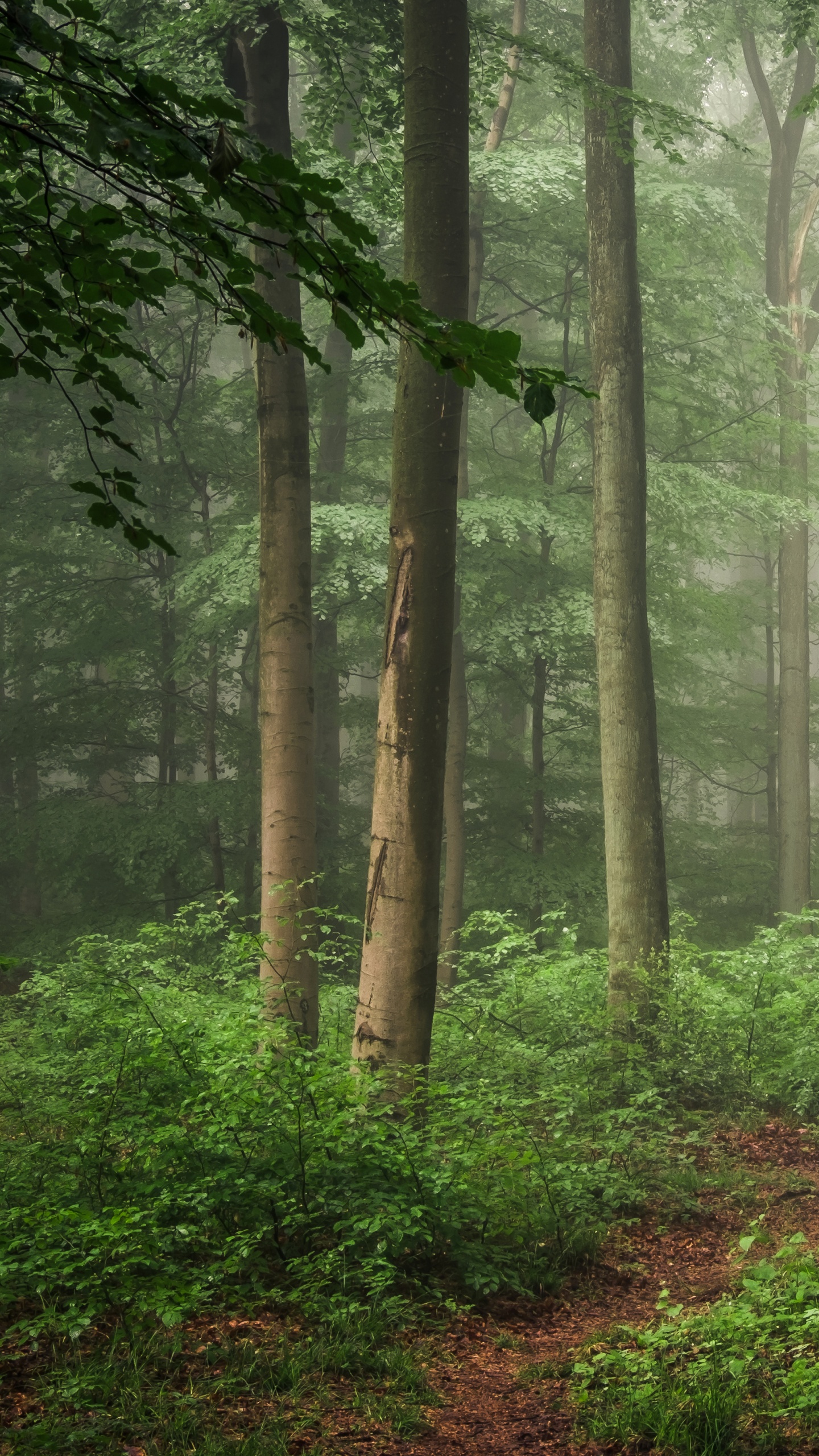 Tagsüber Grüne Bäume im Wald. Wallpaper in 1440x2560 Resolution