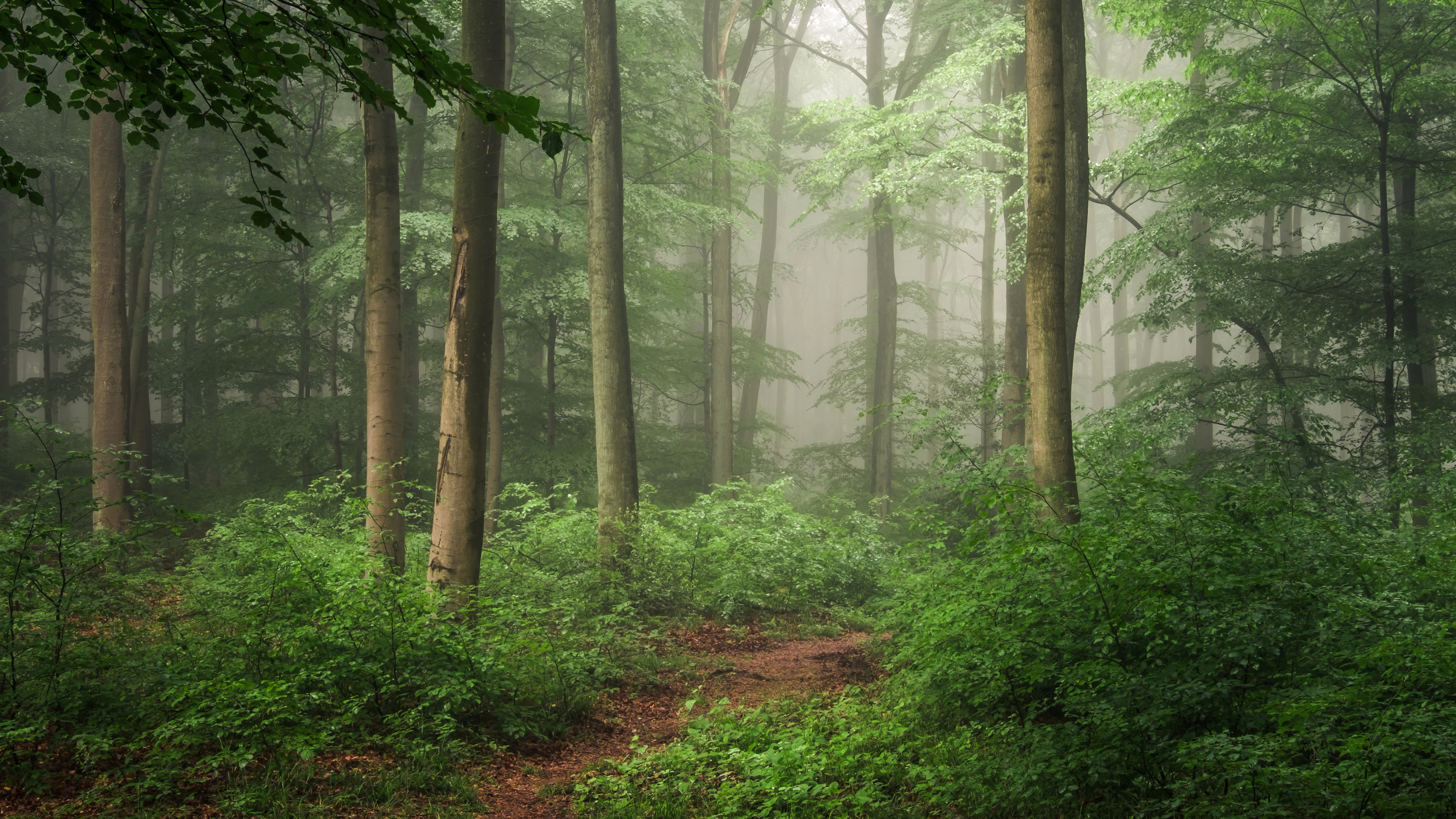Tagsüber Grüne Bäume im Wald. Wallpaper in 3840x2160 Resolution