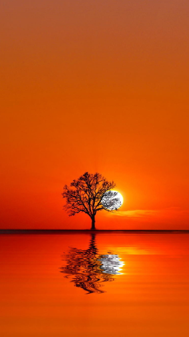Arbre Sur Plan D'eau Pendant le Coucher du Soleil. Wallpaper in 750x1334 Resolution