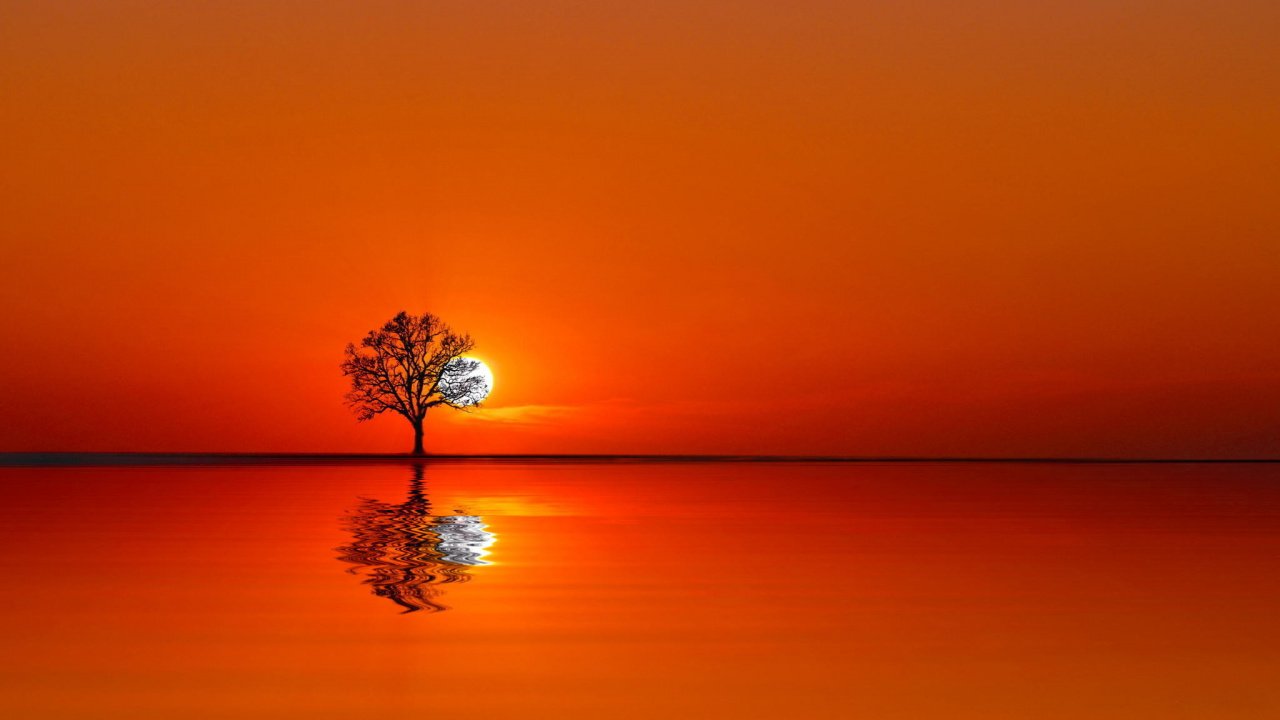 Tree on Body of Water During Sunset. Wallpaper in 1280x720 Resolution