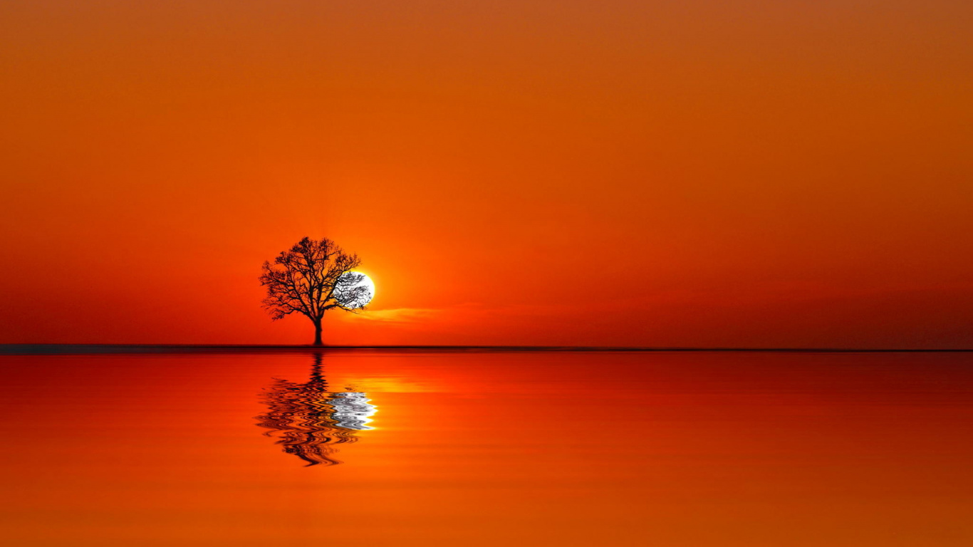 Árbol en Cuerpo de Agua Durante la Puesta de Sol. Wallpaper in 1366x768 Resolution