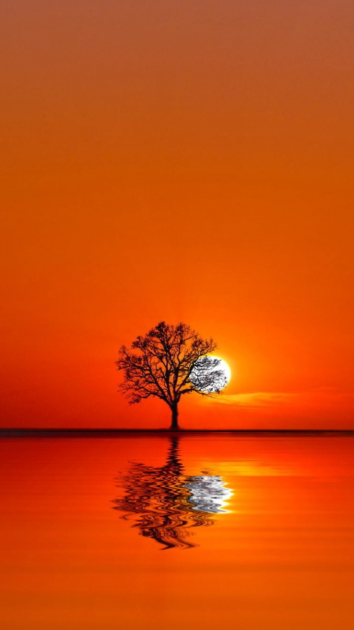 Árbol en Cuerpo de Agua Durante la Puesta de Sol. Wallpaper in 720x1280 Resolution