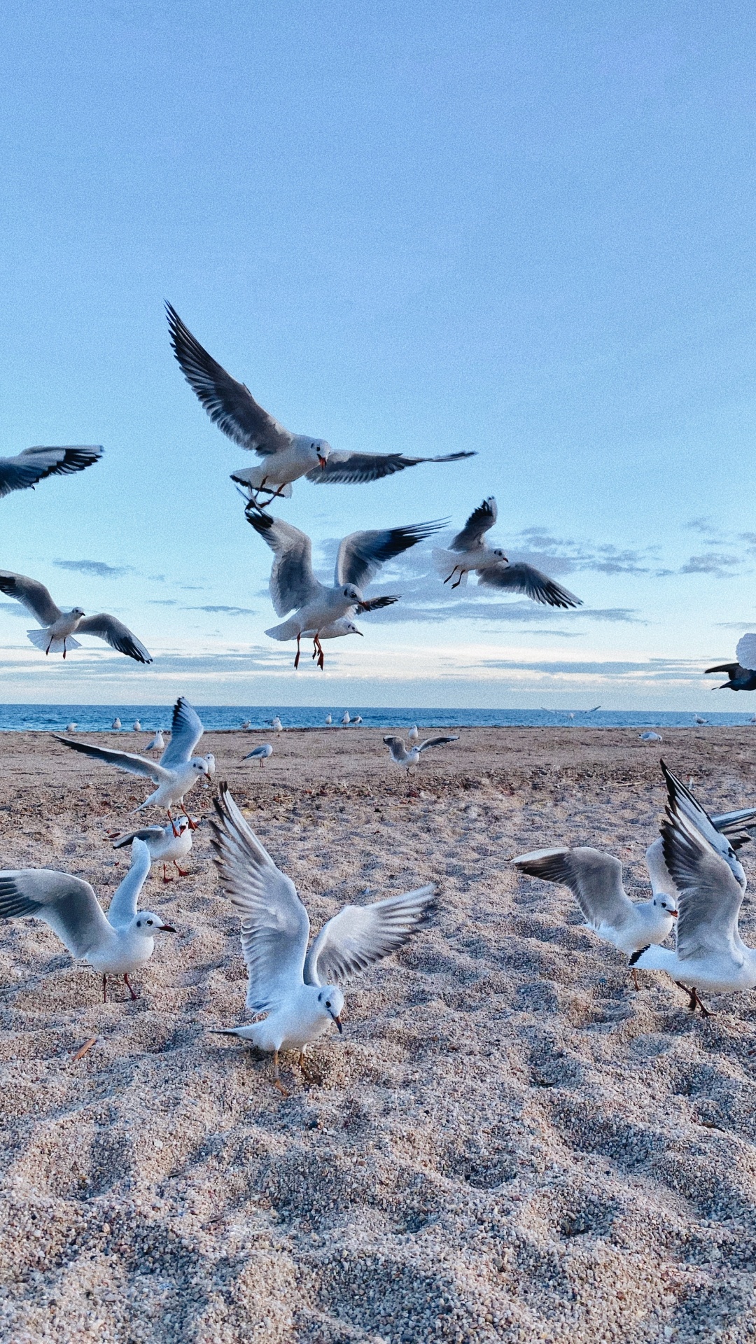 Environnement Naturel, Oiseau, la Migration Des Oiseaux, la Migration Des Animaux, Adaptation. Wallpaper in 1080x1920 Resolution