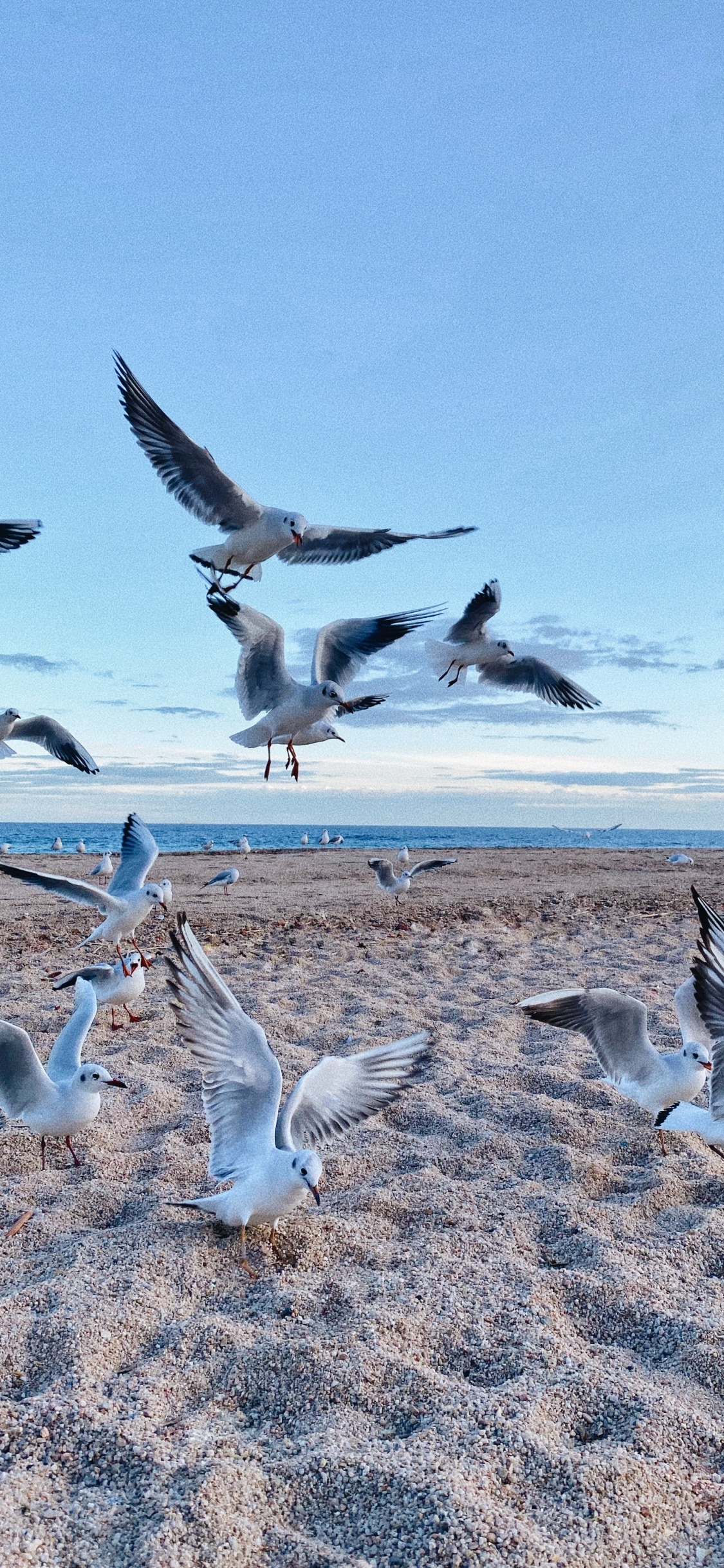 Environnement Naturel, Oiseau, la Migration Des Oiseaux, la Migration Des Animaux, Adaptation. Wallpaper in 1125x2436 Resolution