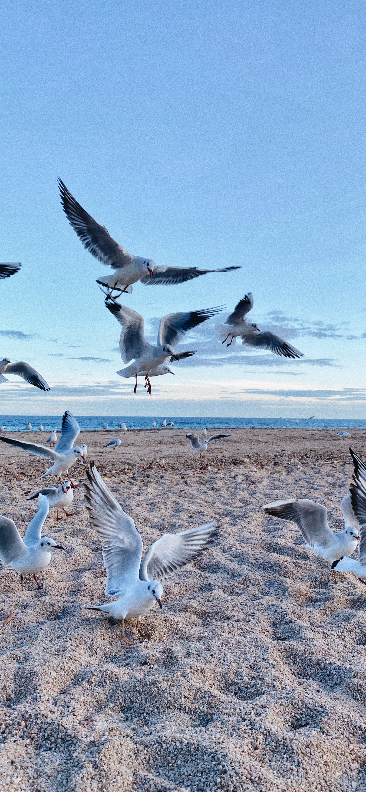 Environnement Naturel, Oiseau, la Migration Des Oiseaux, la Migration Des Animaux, Adaptation. Wallpaper in 1242x2688 Resolution