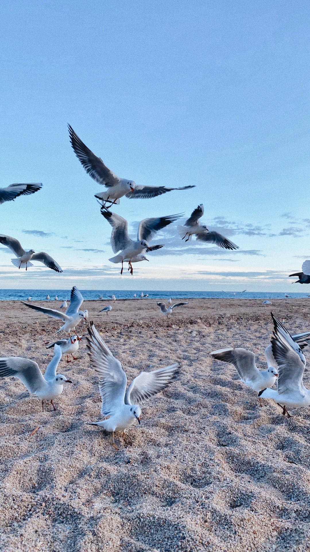 Download 1080x1920 Wallpaper Natural Environment, Bird, Bird Migration, Animal Migration, Adaptation Natural Environment, Bird, Bird Migration, Animal Migration, Adaptation. Wallpaper in 1080x1920 Resolution