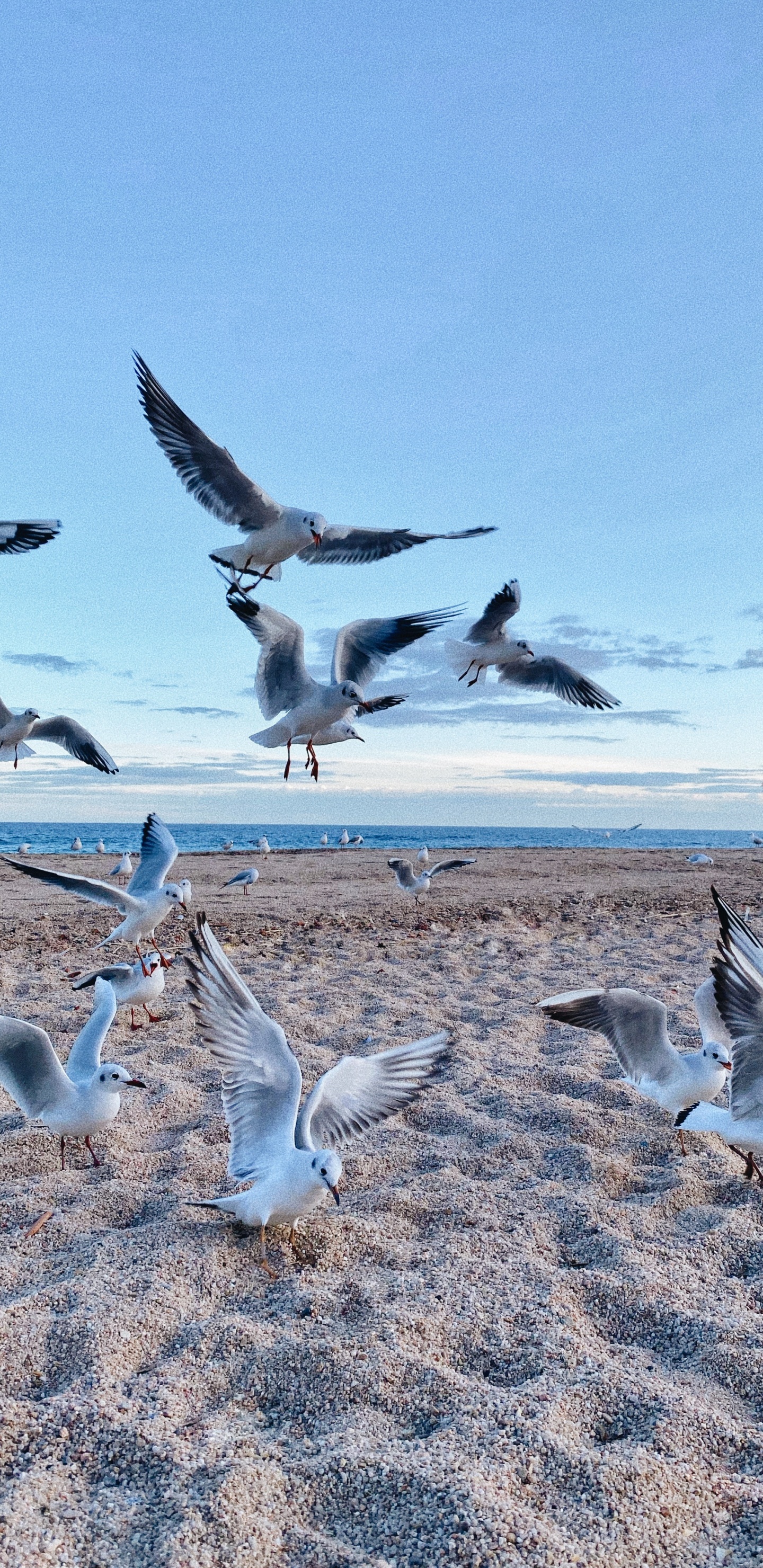 Natural Environment, Bird, Bird Migration, Animal Migration, Adaptation. Wallpaper in 1440x2960 Resolution