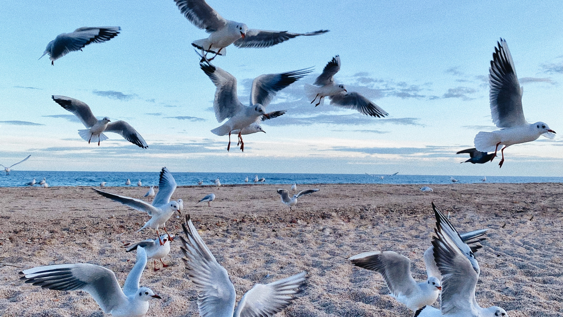 Natural Environment, Bird, Bird Migration, Animal Migration, Adaptation. Wallpaper in 1920x1080 Resolution