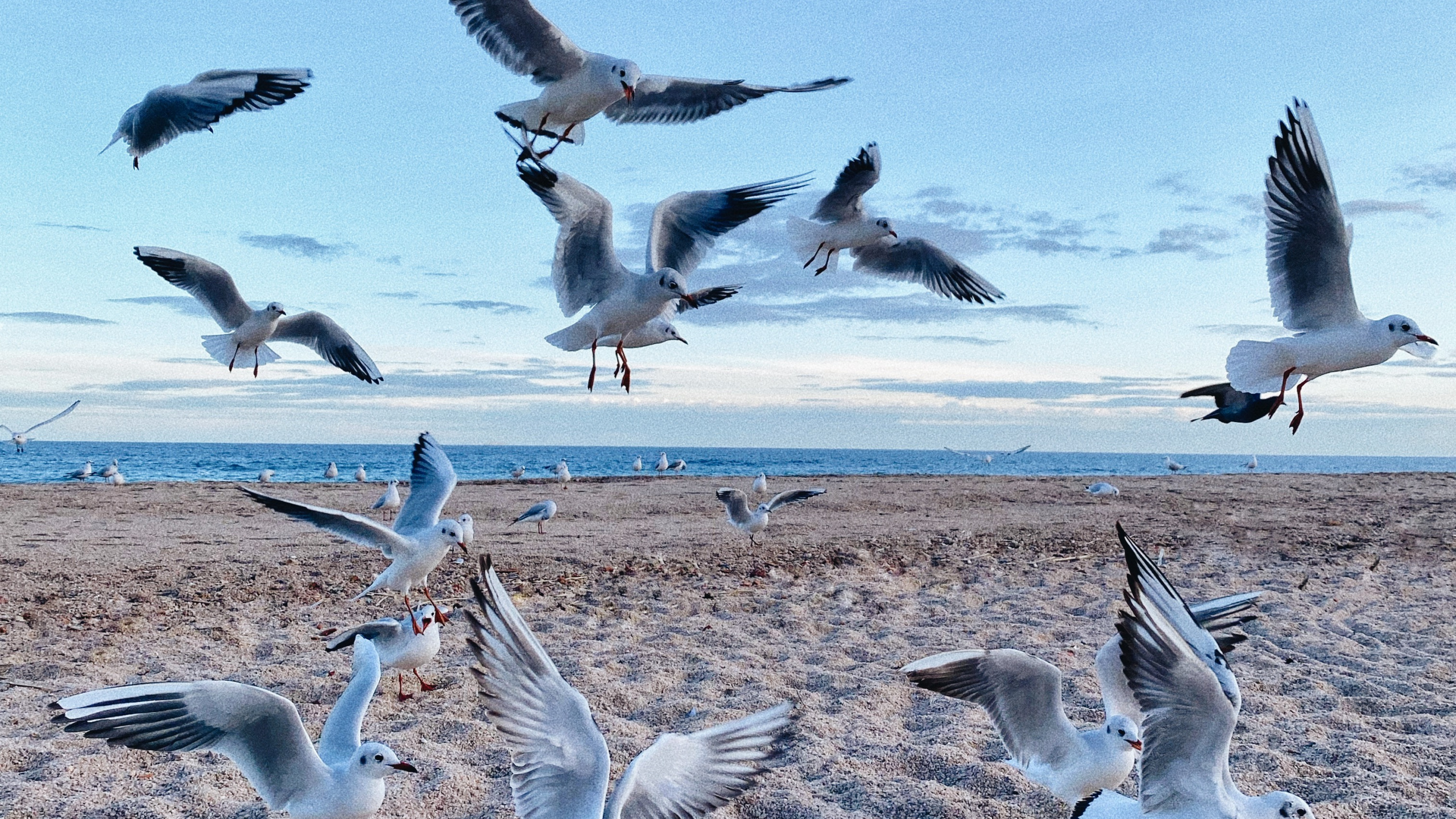 Natural Environment, Bird, Bird Migration, Animal Migration, Adaptation. Wallpaper in 2560x1440 Resolution