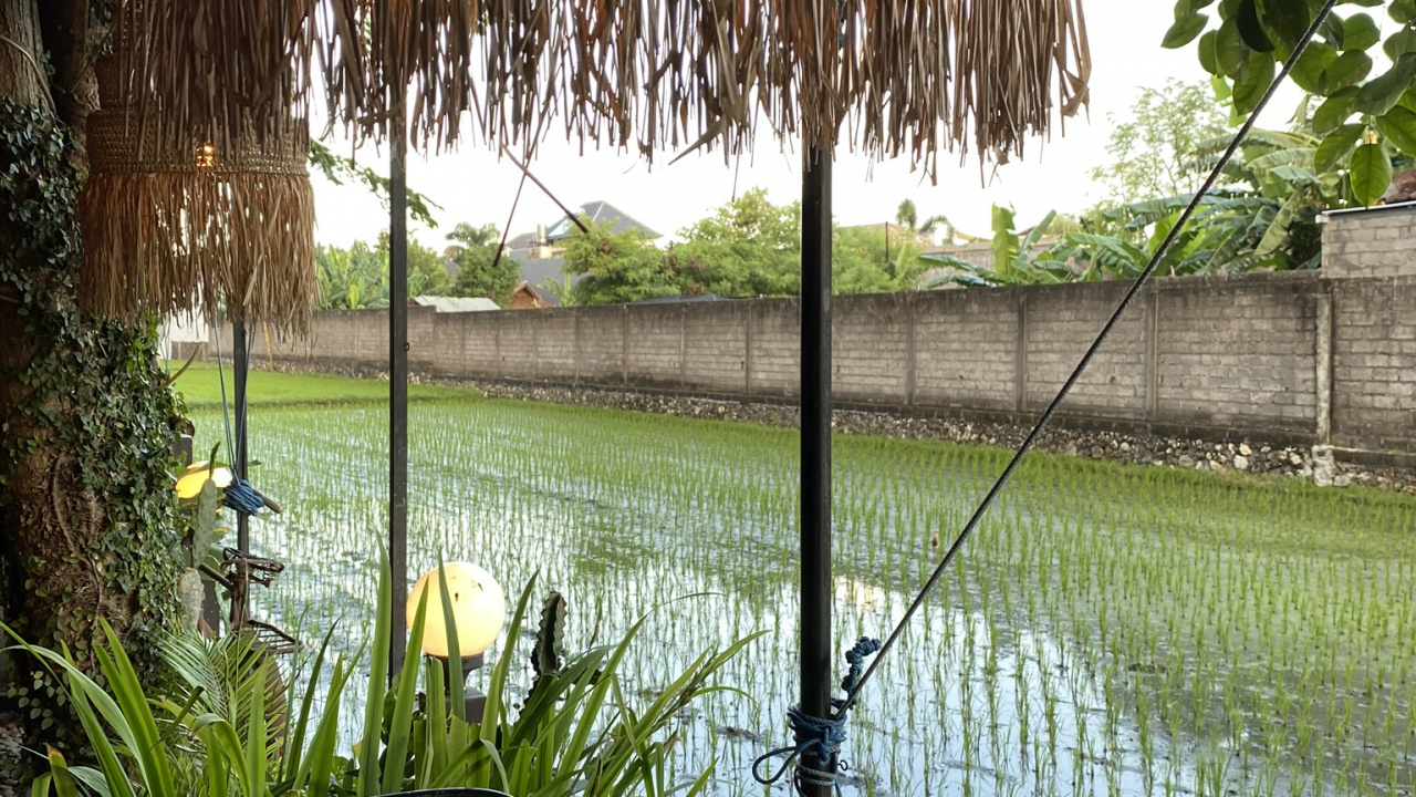 Bali, Water, Palm Trees, Science, Biology. Wallpaper in 1280x720 Resolution
