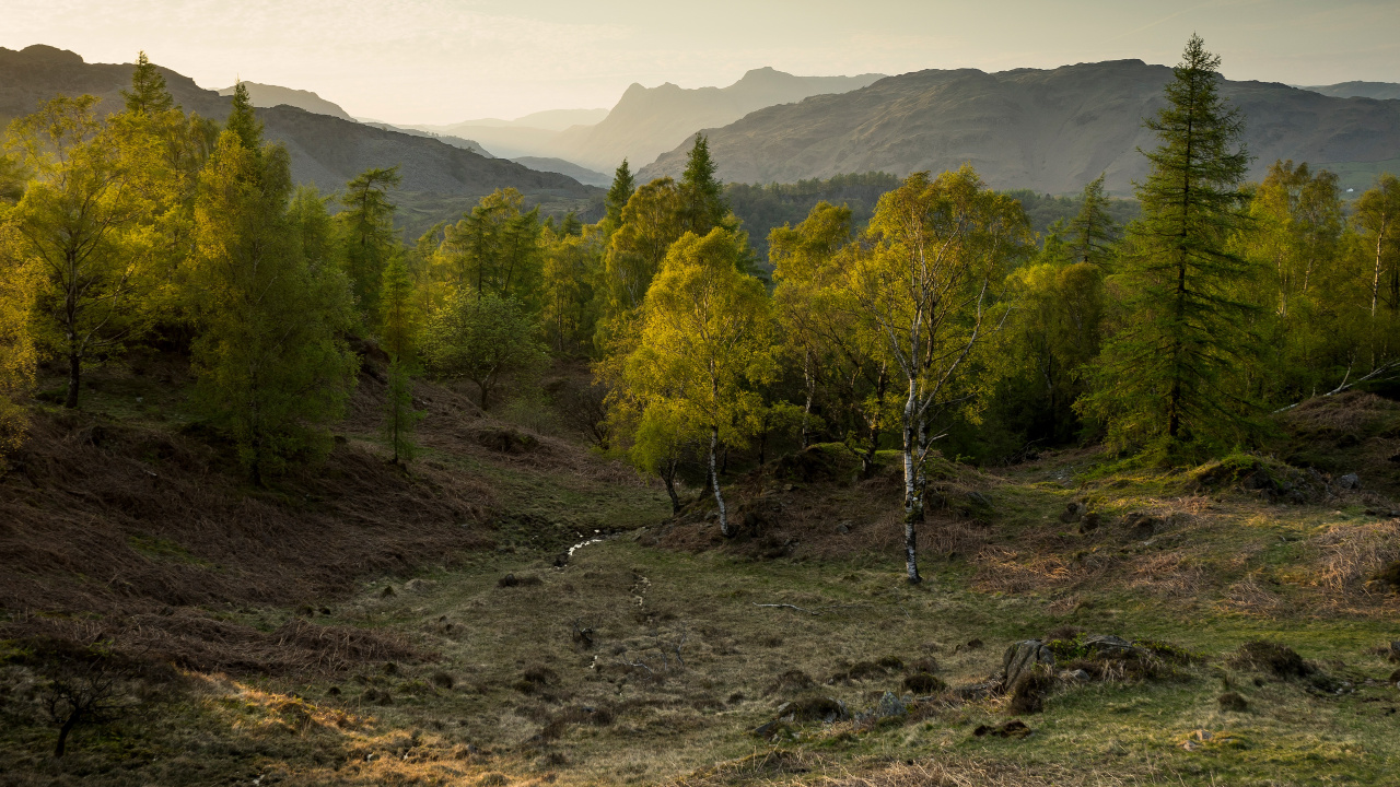 Green Trees on Brown Field During Daytime. Wallpaper in 1280x720 Resolution