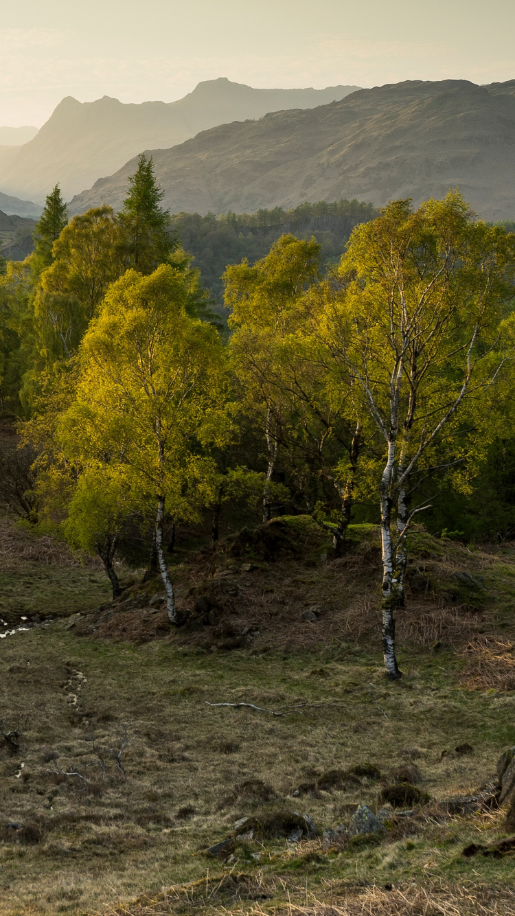 Green Trees on Brown Field During Daytime. Wallpaper in 750x1334 Resolution