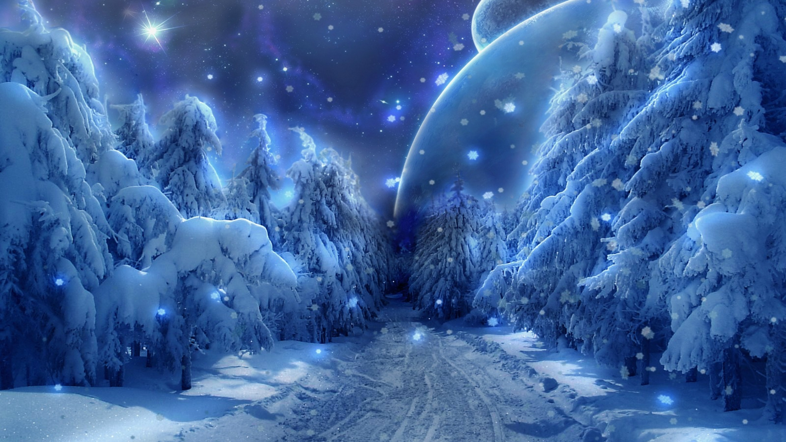 Pins Couverts de Neige Pendant la Nuit. Wallpaper in 2560x1440 Resolution