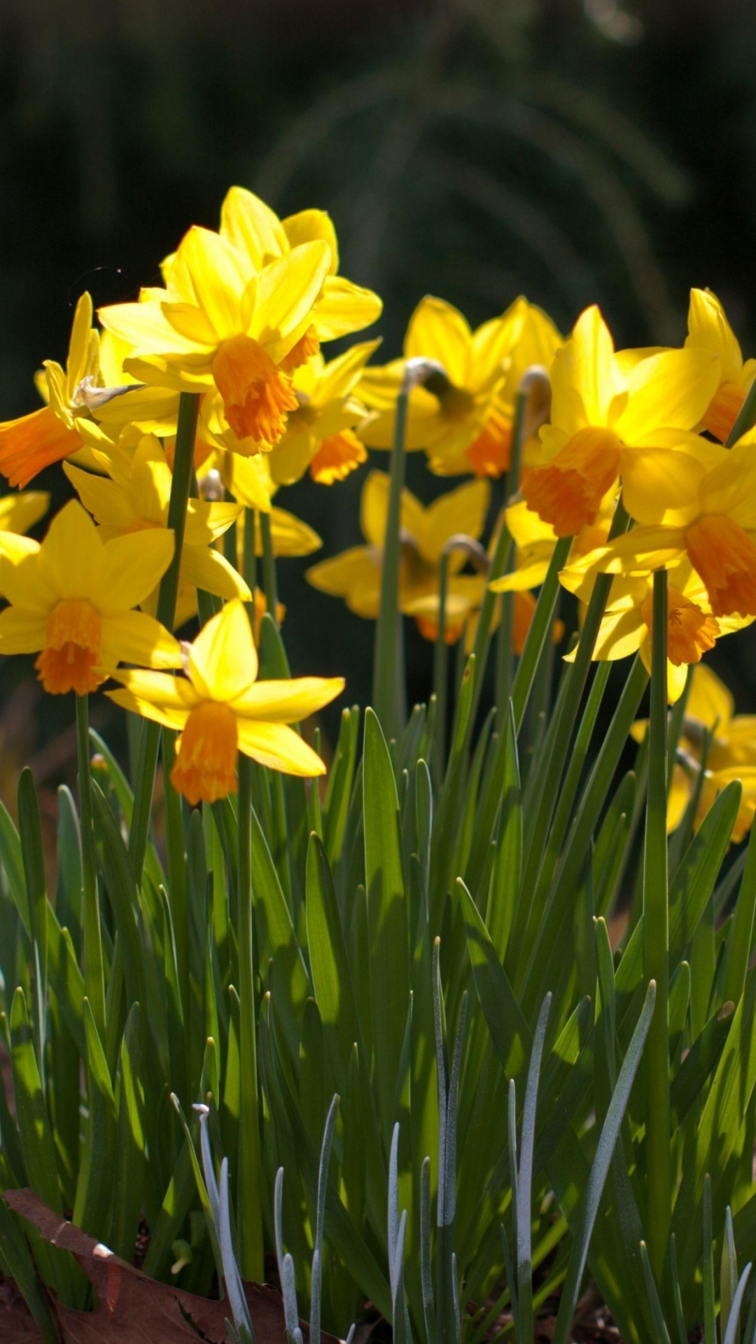 Narcisos Amarillos en Flor Durante el Día. Wallpaper in 1080x1920 Resolution