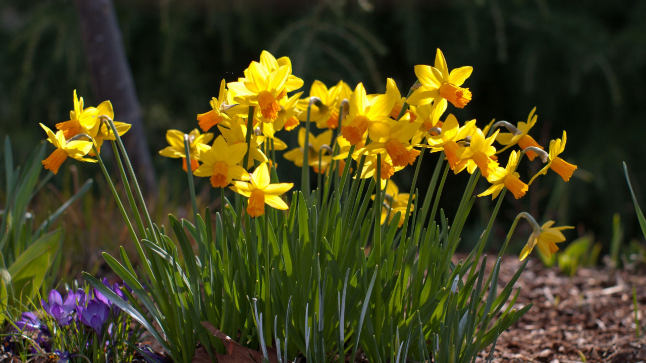 Narcisos Amarillos en Flor Durante el Día. Wallpaper in 1280x720 Resolution