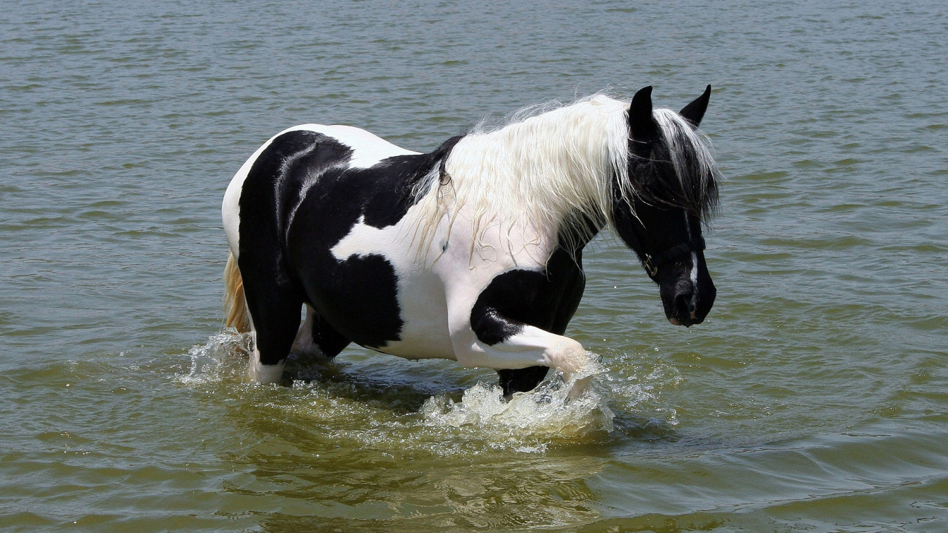 Black and White Horse on Water During Daytime. Wallpaper in 1366x768 Resolution