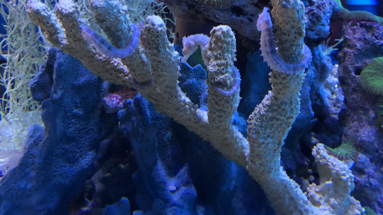 Coral Reef, Cnidaria, Stony Corals, Coral Reef Fish, Marine Biology. Wallpaper in 1280x720 Resolution