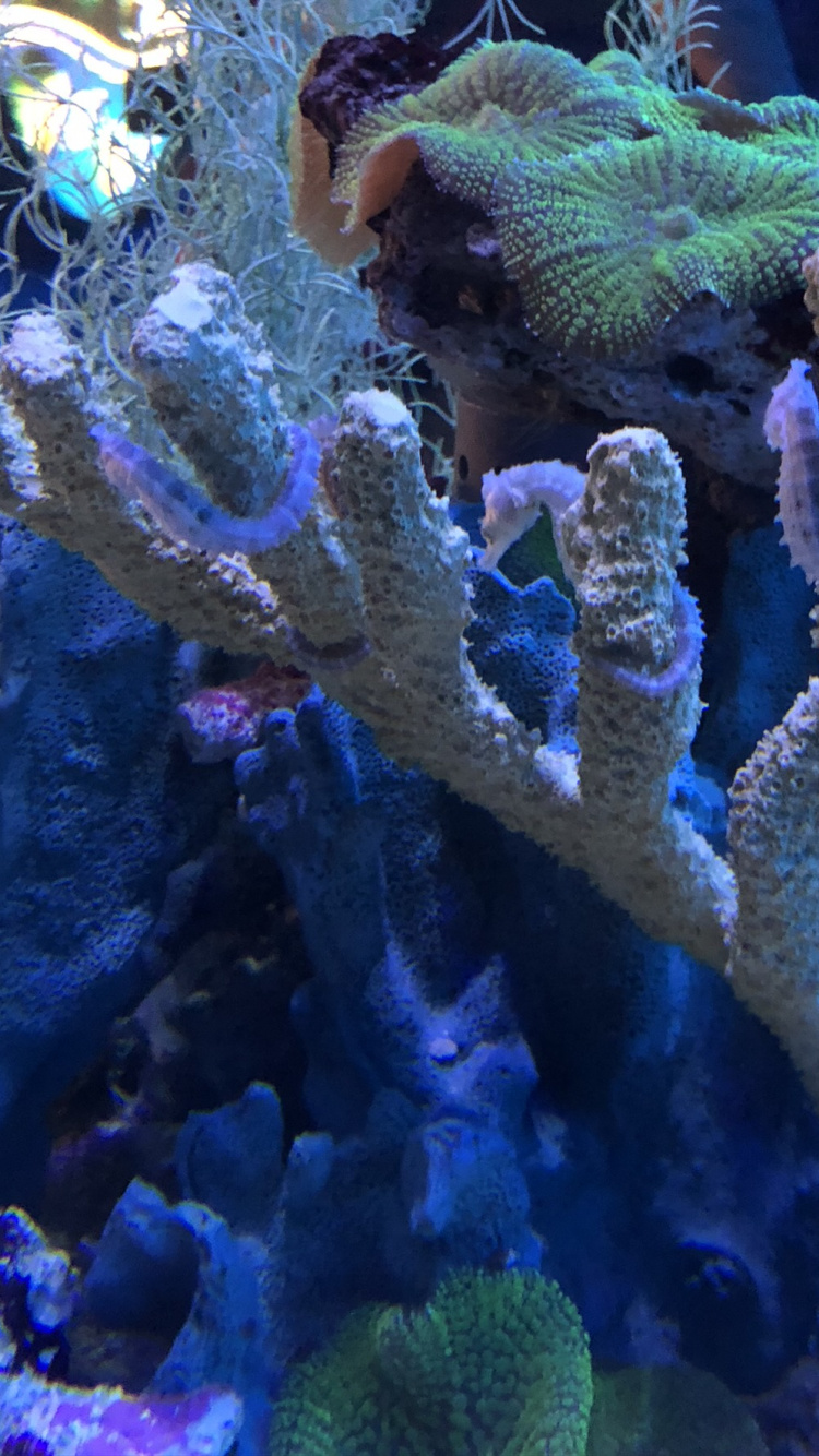 Coral Reef, Cnidaria, Stony Corals, Coral Reef Fish, Marine Biology. Wallpaper in 750x1334 Resolution