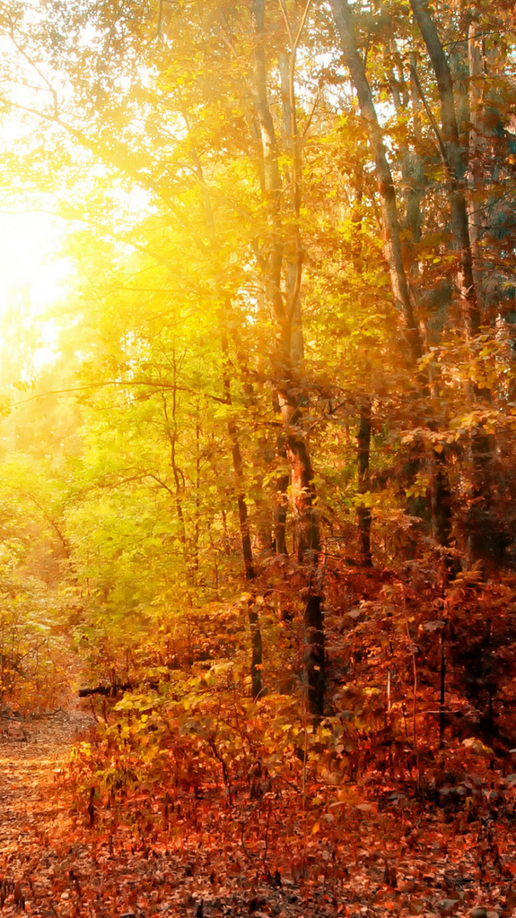 la Pintura de Paisaje, Panorama, Ilustración, La Gente en la Naturaleza, Madera. Wallpaper in 750x1334 Resolution