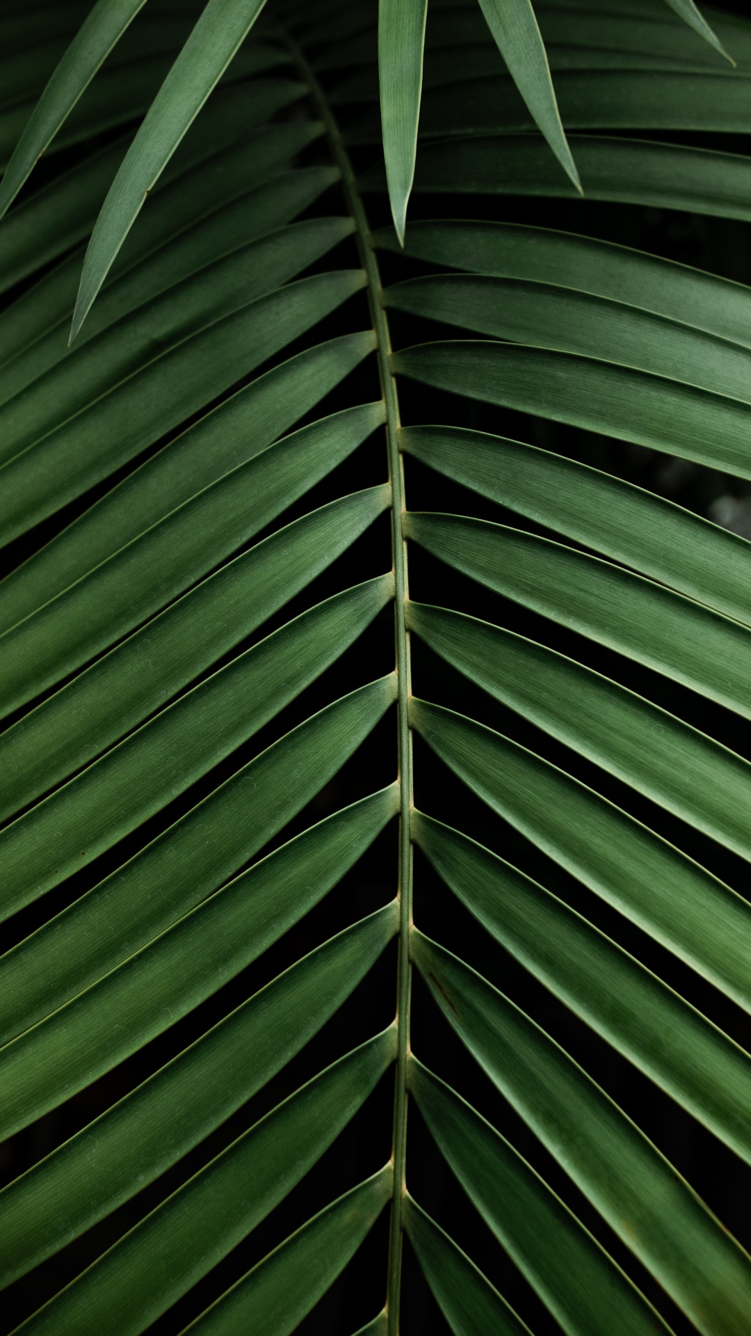 Green, Végétation, Plante, Feuille, Botanique. Wallpaper in 1080x1920 Resolution