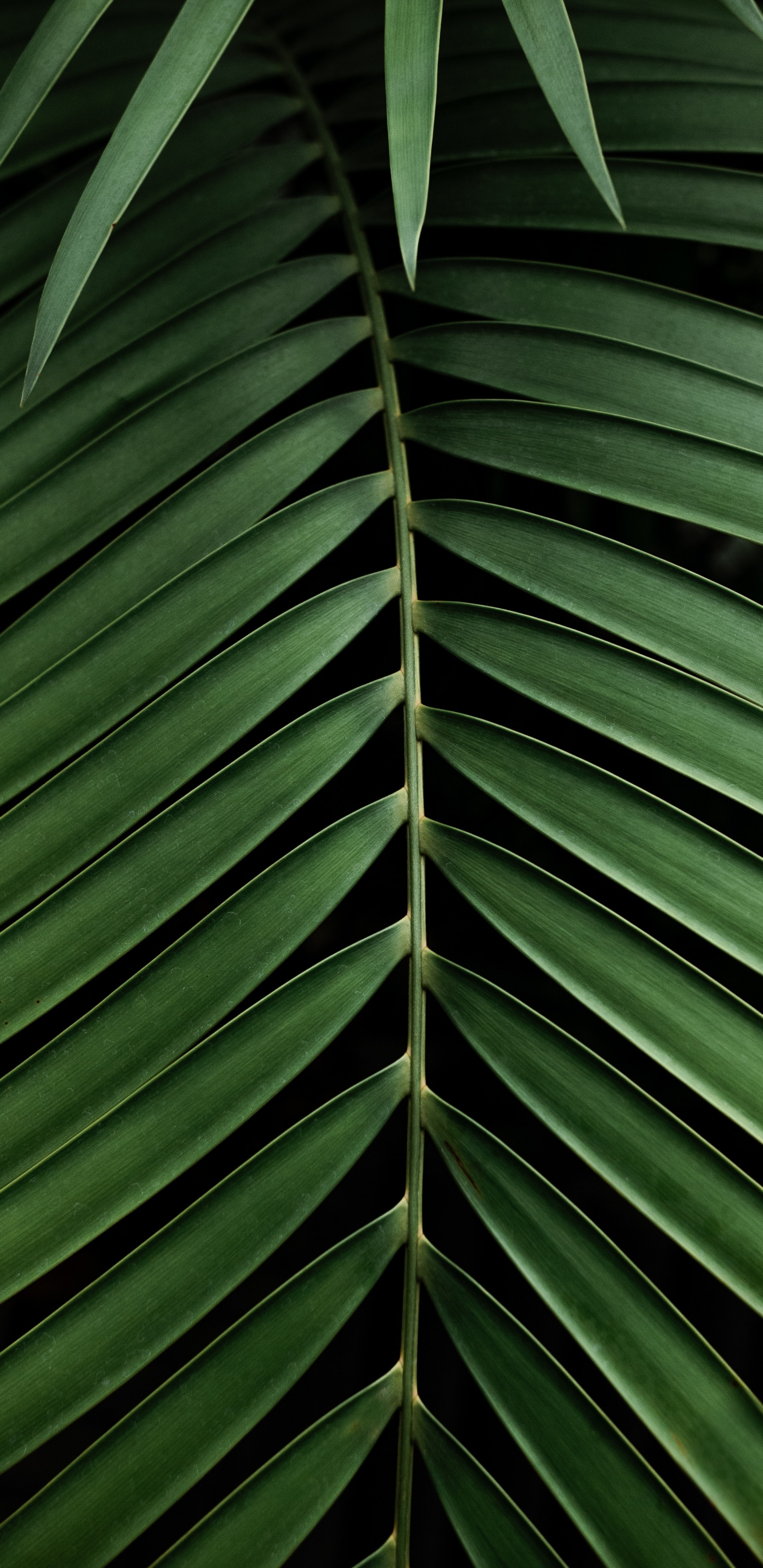 Green, Végétation, Plante, Feuille, Botanique. Wallpaper in 1440x2960 Resolution