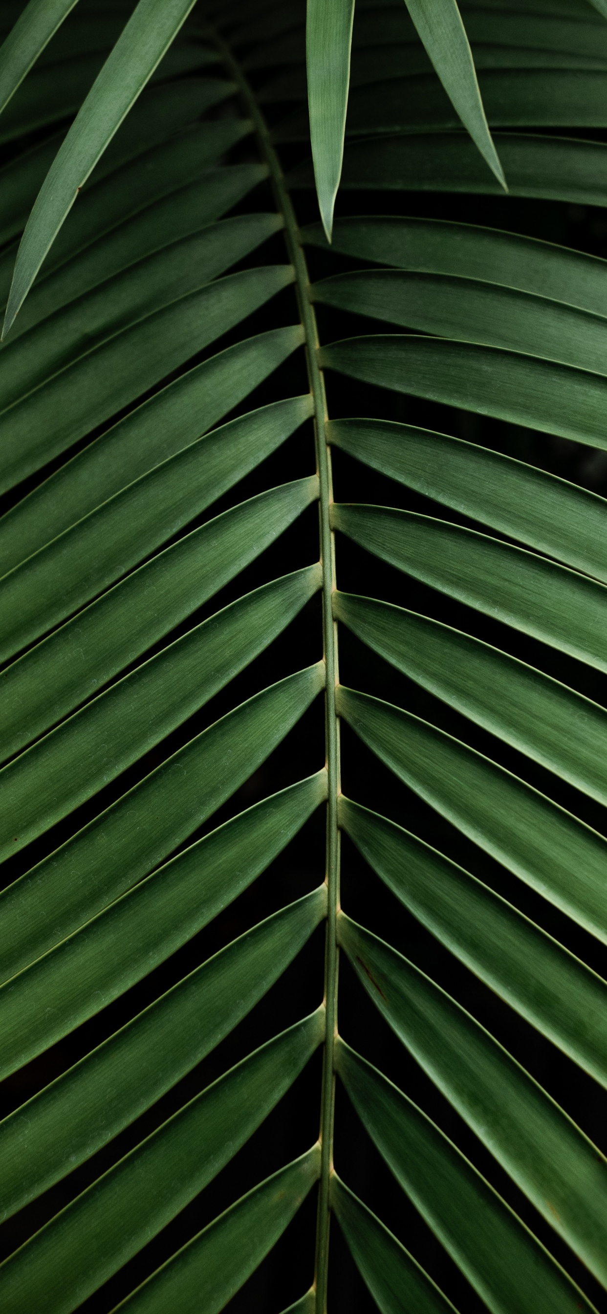 Tree, Pattern, Green, Vegetation, Plants. Wallpaper in 1242x2688 Resolution