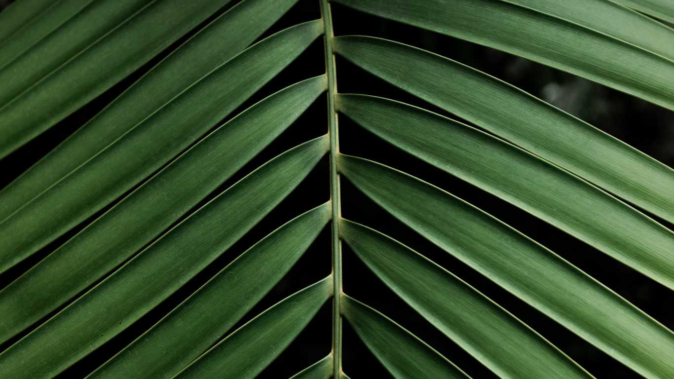 Tree, Pattern, Green, Vegetation, Plants. Wallpaper in 1366x768 Resolution