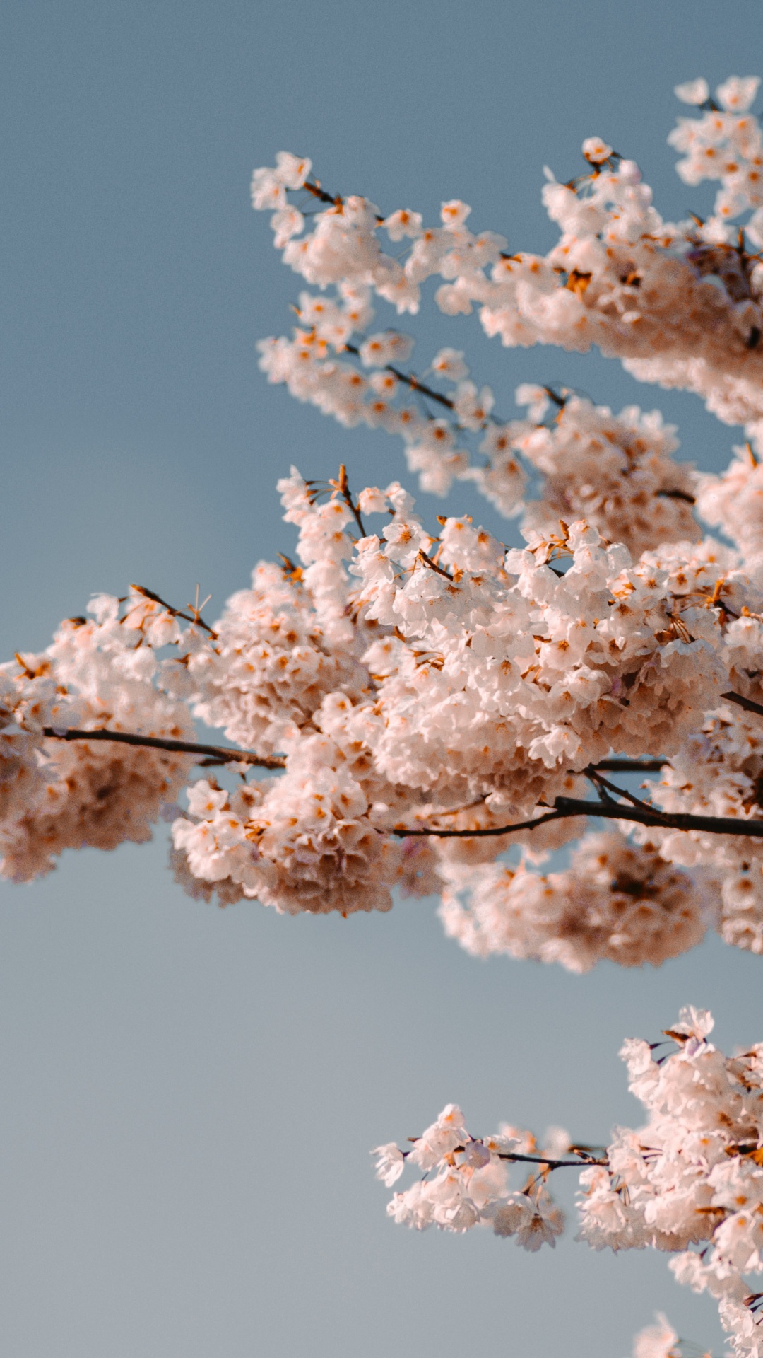 Flower, Cherry Blossom, Blue, Pink, White. Wallpaper in 1080x1920 Resolution