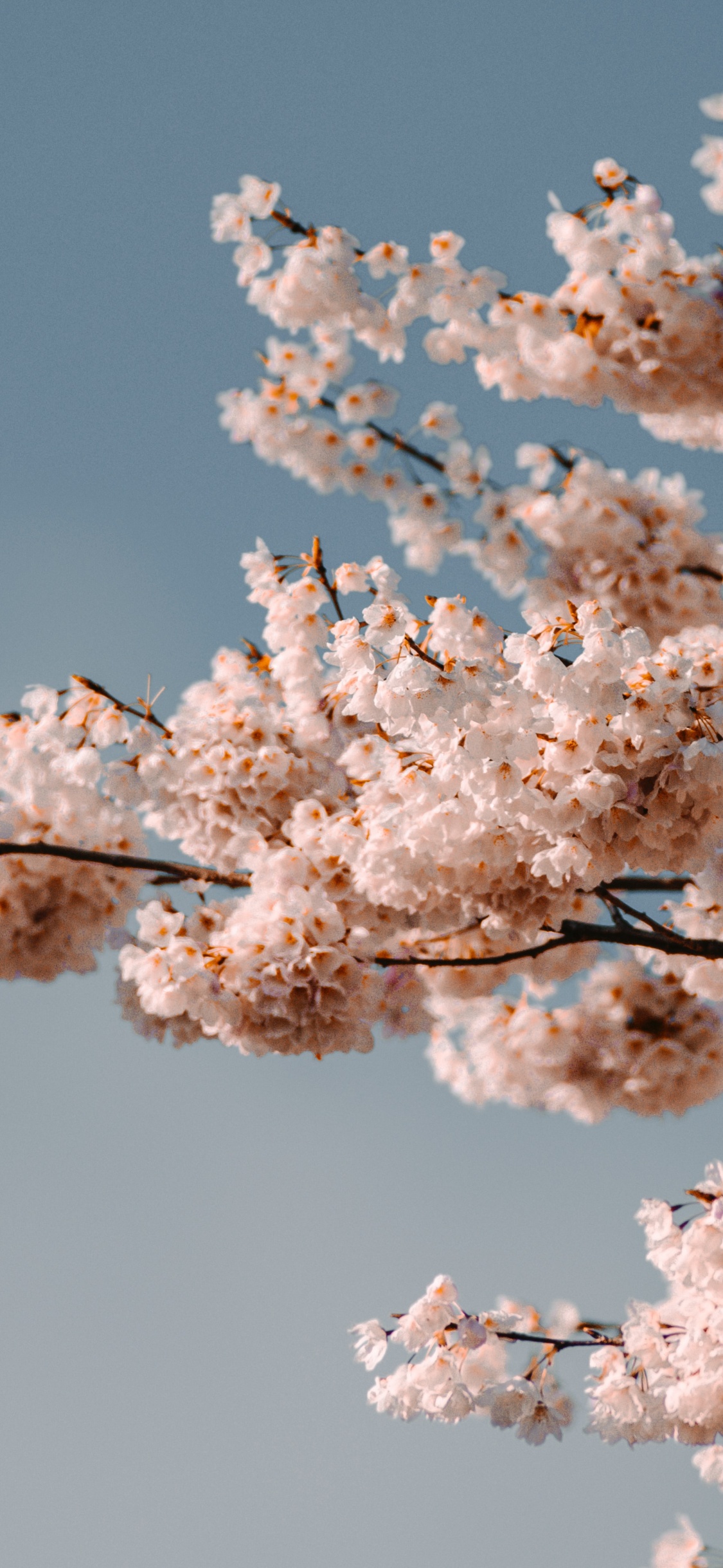 Flower, Cherry Blossom, Blue, Pink, White. Wallpaper in 1125x2436 Resolution