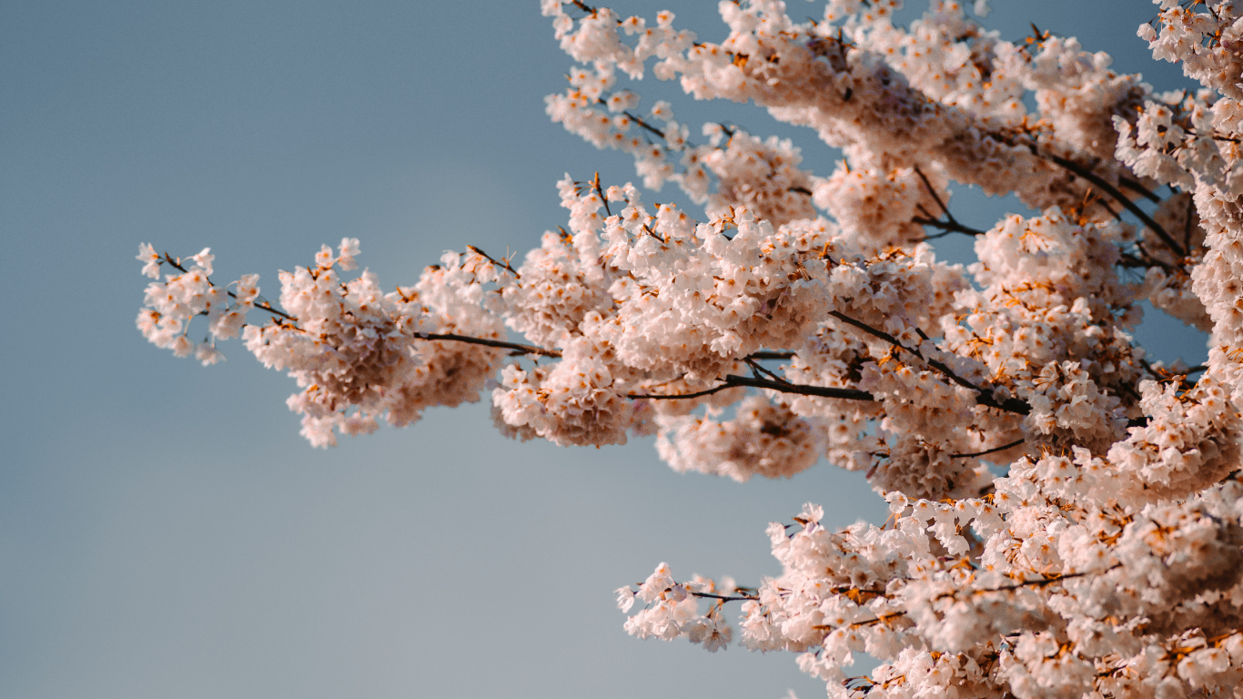 Flower, Cherry Blossom, Blue, Pink, White. Wallpaper in 1366x768 Resolution