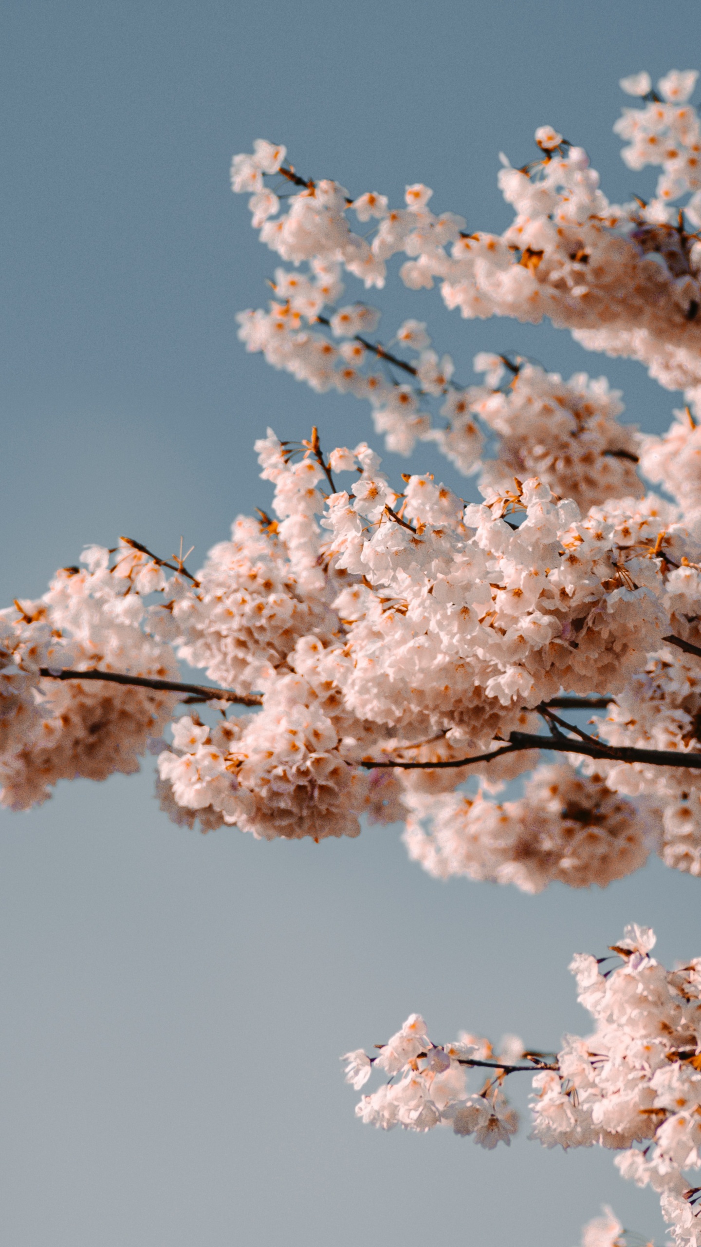 Flower, Cherry Blossom, Blue, Pink, White. Wallpaper in 1440x2560 Resolution