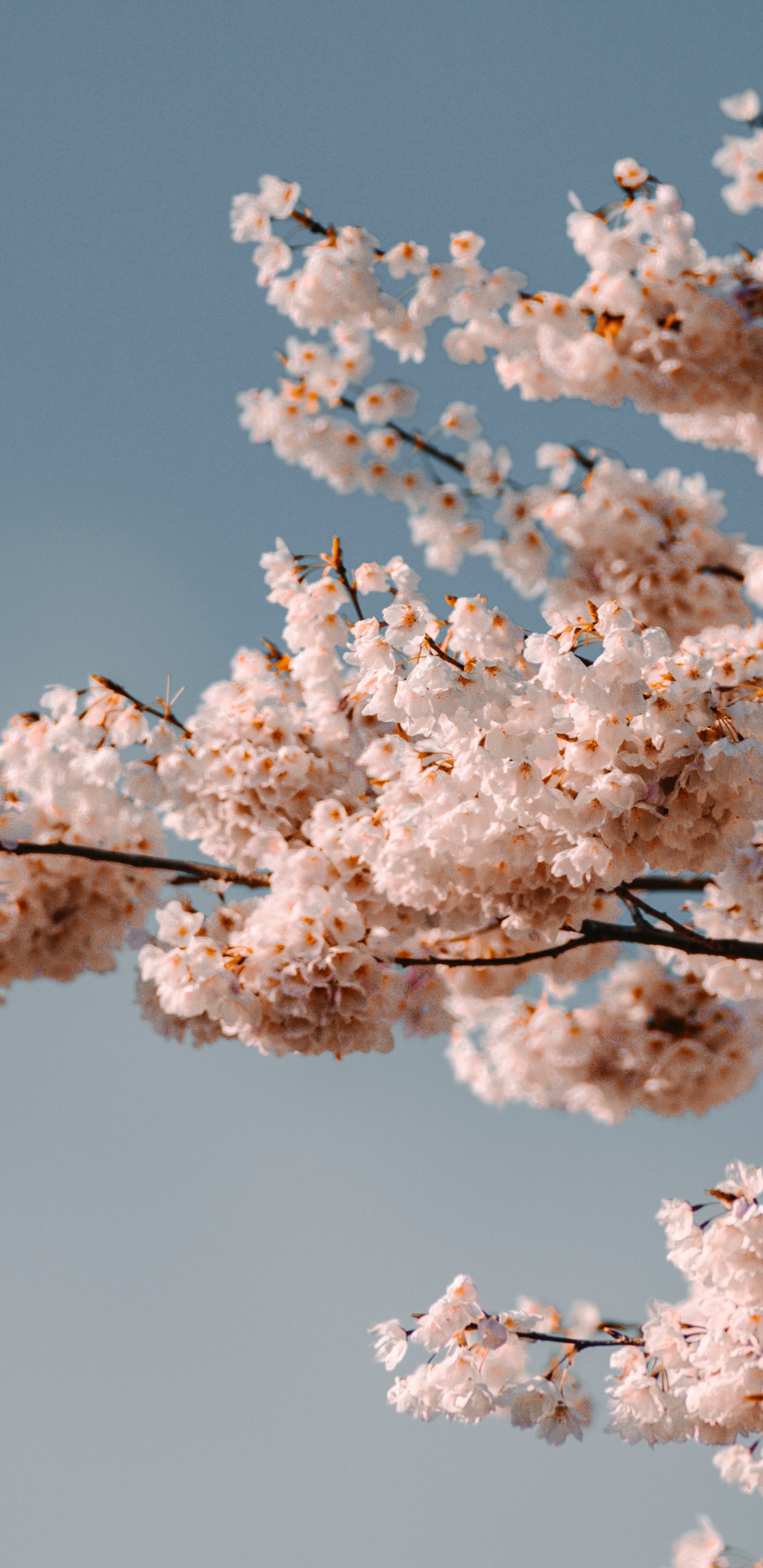 Flower, Cherry Blossom, Blue, Pink, White. Wallpaper in 1440x2960 Resolution