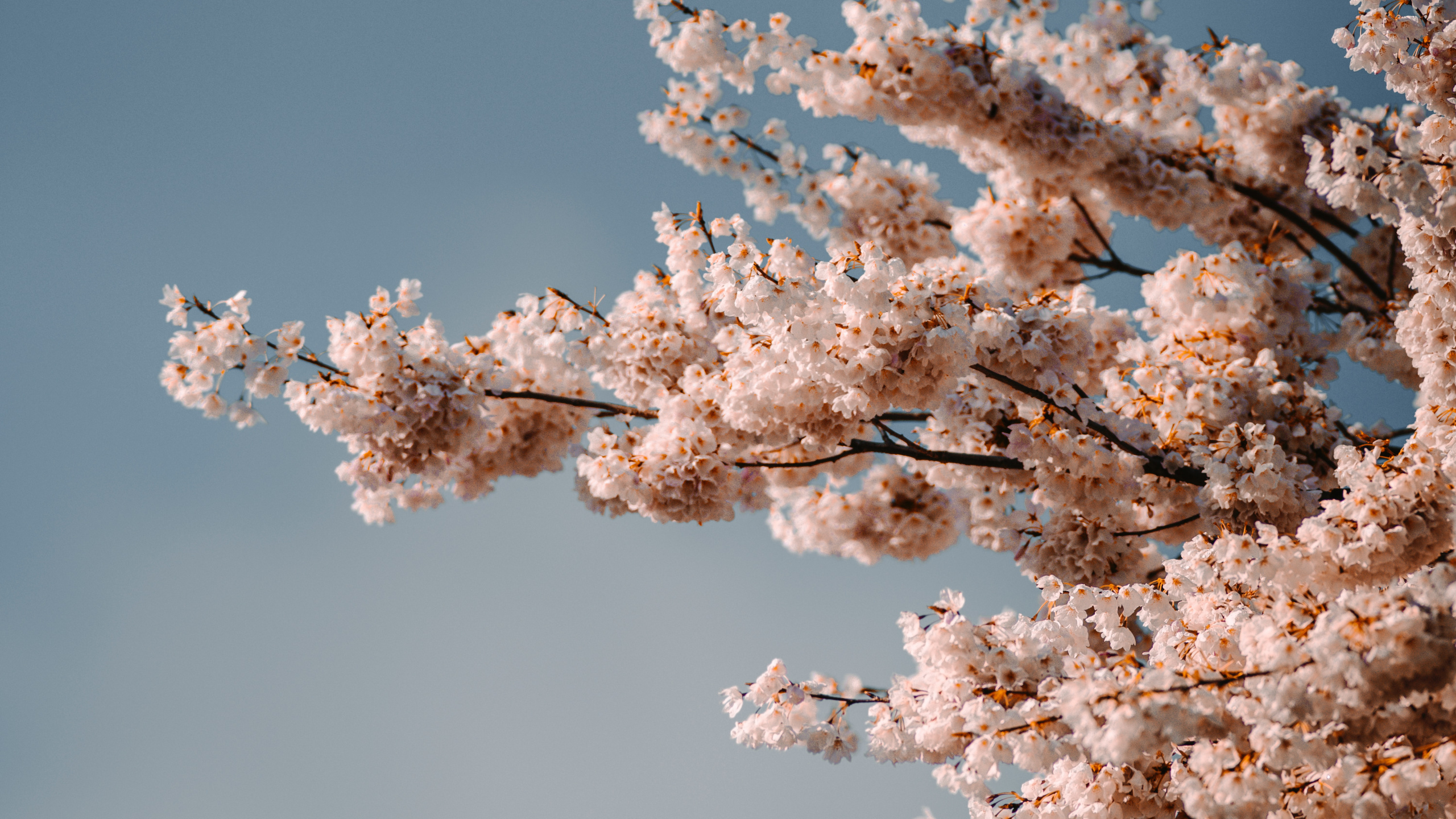 Flower, Cherry Blossom, Blue, Pink, White. Wallpaper in 2560x1440 Resolution